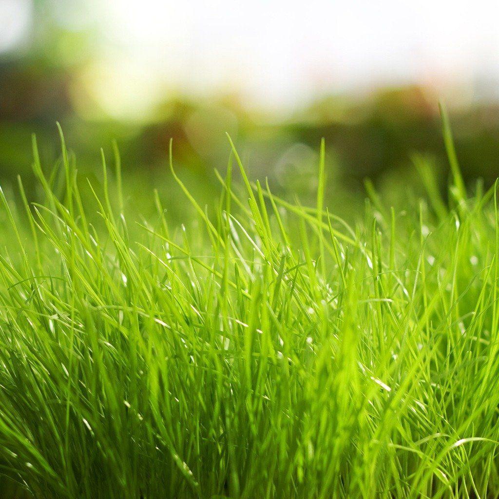 Spring Grass Wallpapers - Top Free Spring Grass Backgrounds ...