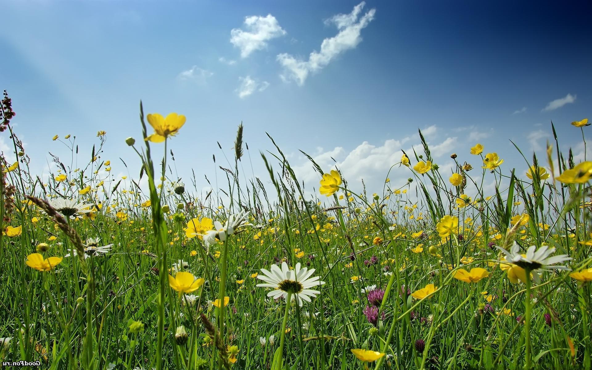 1920x1200 Spring Meadow Flowers And Green Grass Sky HD Wallpaper :