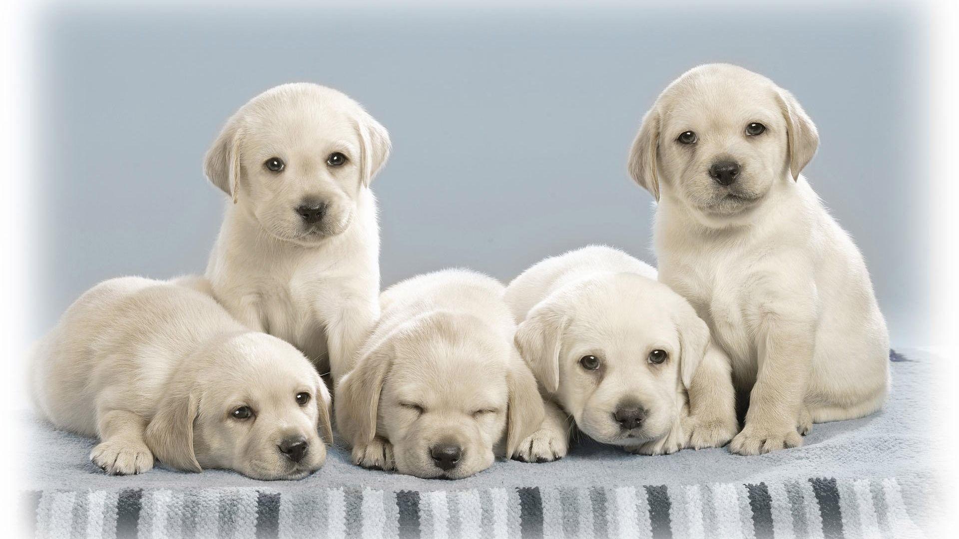 1920x1080 Dog Background