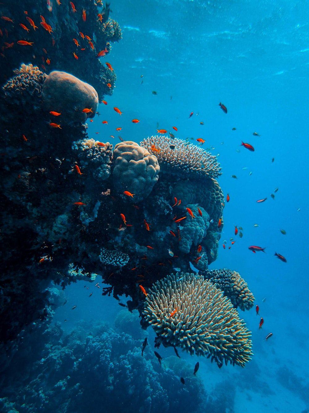 1000x1333 Coral Reef Picture [HQ]. Download Free Image