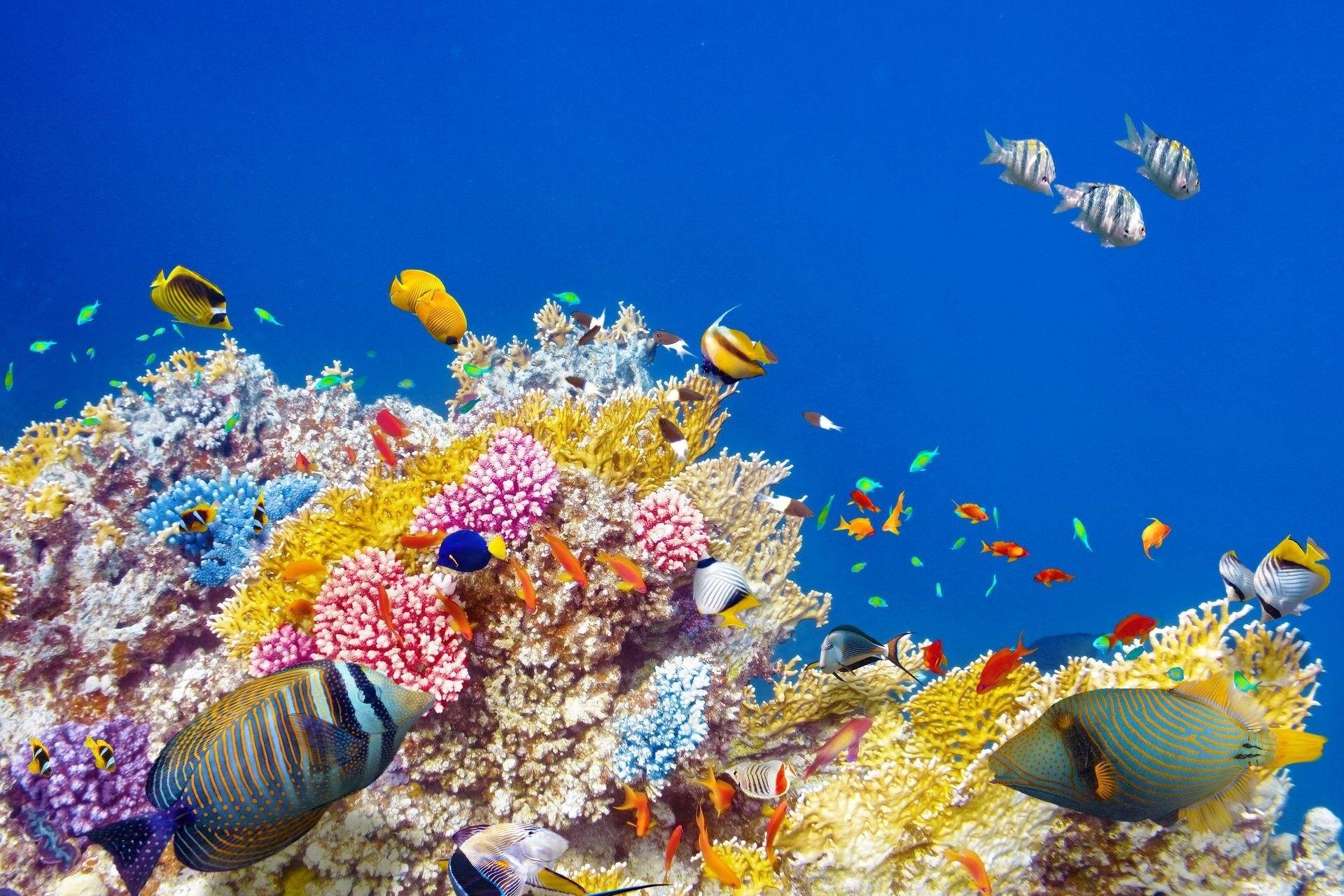 1920x1280 Underwater World Coral Reef Tropical Fishes Ocean Underwater Reef Ocean Background HD Wallpaper