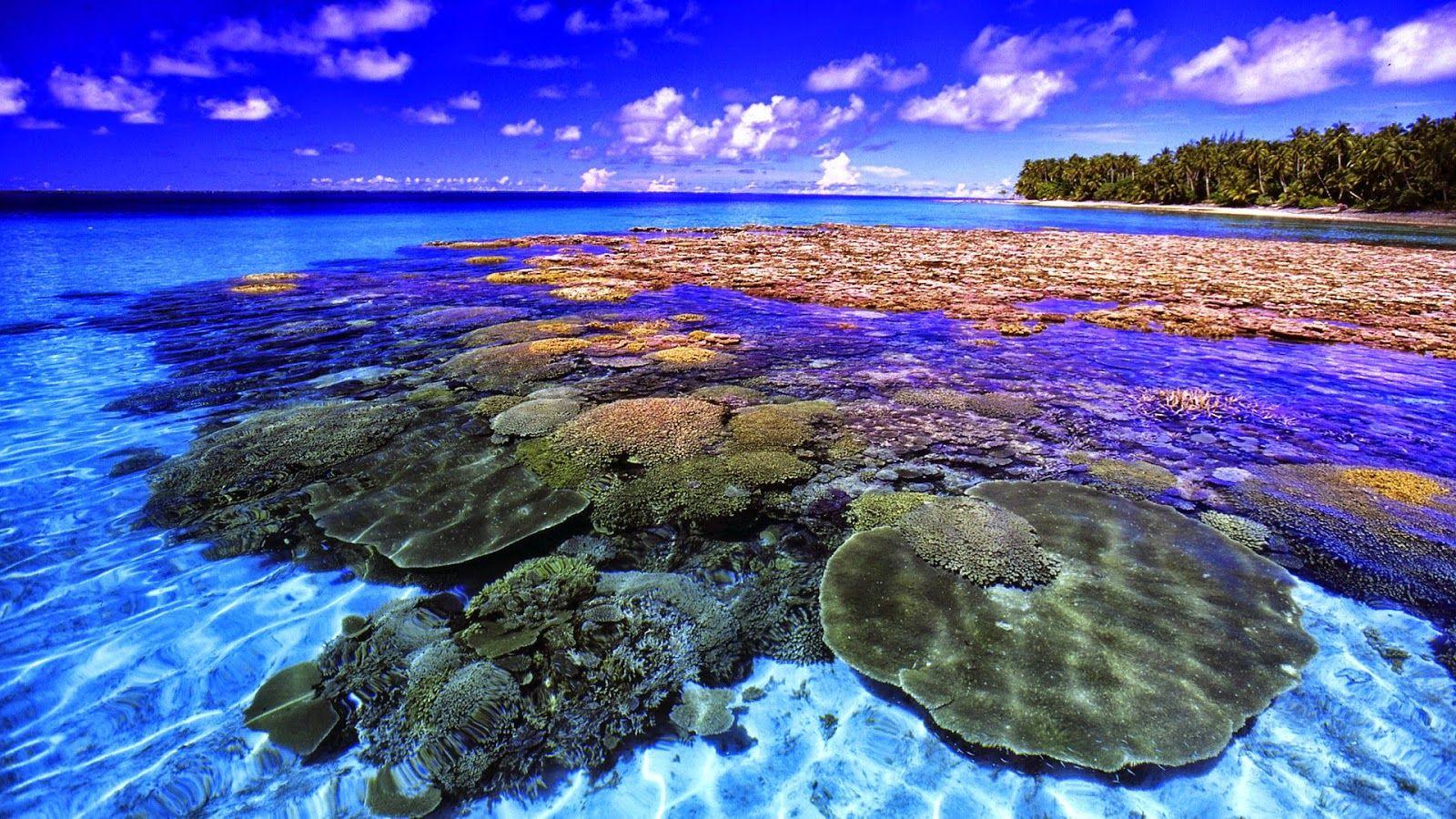 1600x900 Hd Wallpaper Coral Reef HD Wallpaper