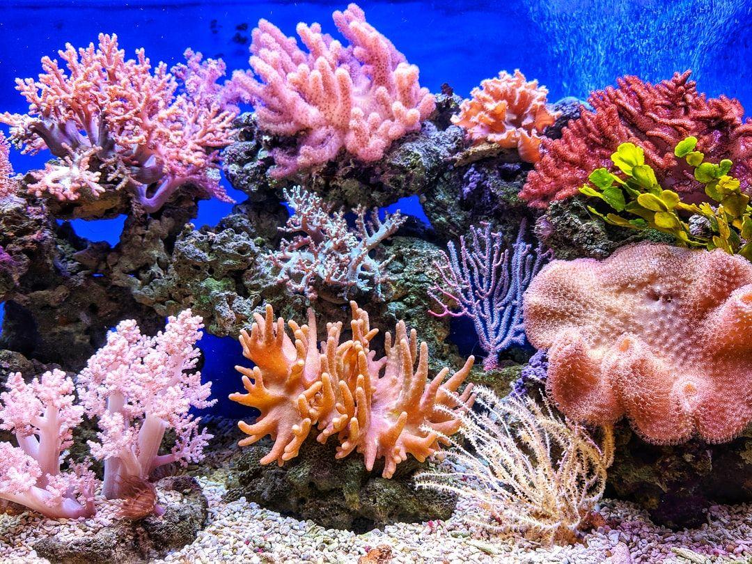 1080x810 Coral Reef Picture [HQ]. Download Free Image