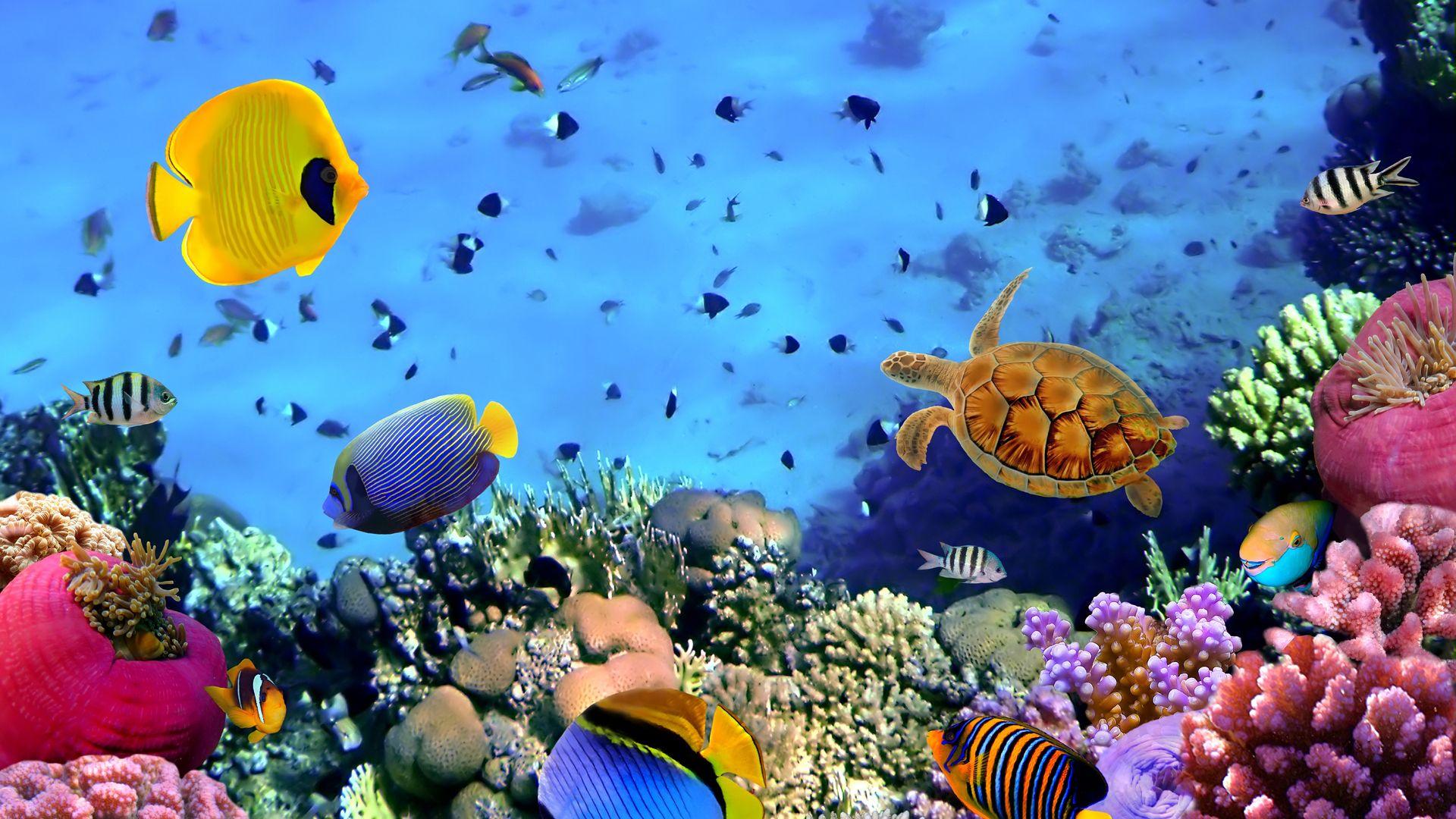 1920x1080 Free download Coral Reefs Wallpaper HD Widescreen Desktop Background [1920x1080] for your Desktop, Mobile & Tablet. Explore Coral Reef Background. Coral Reef Wallpaper HD, Underwater Coral Reef Wallpaper, Wallpaper Coral Reef