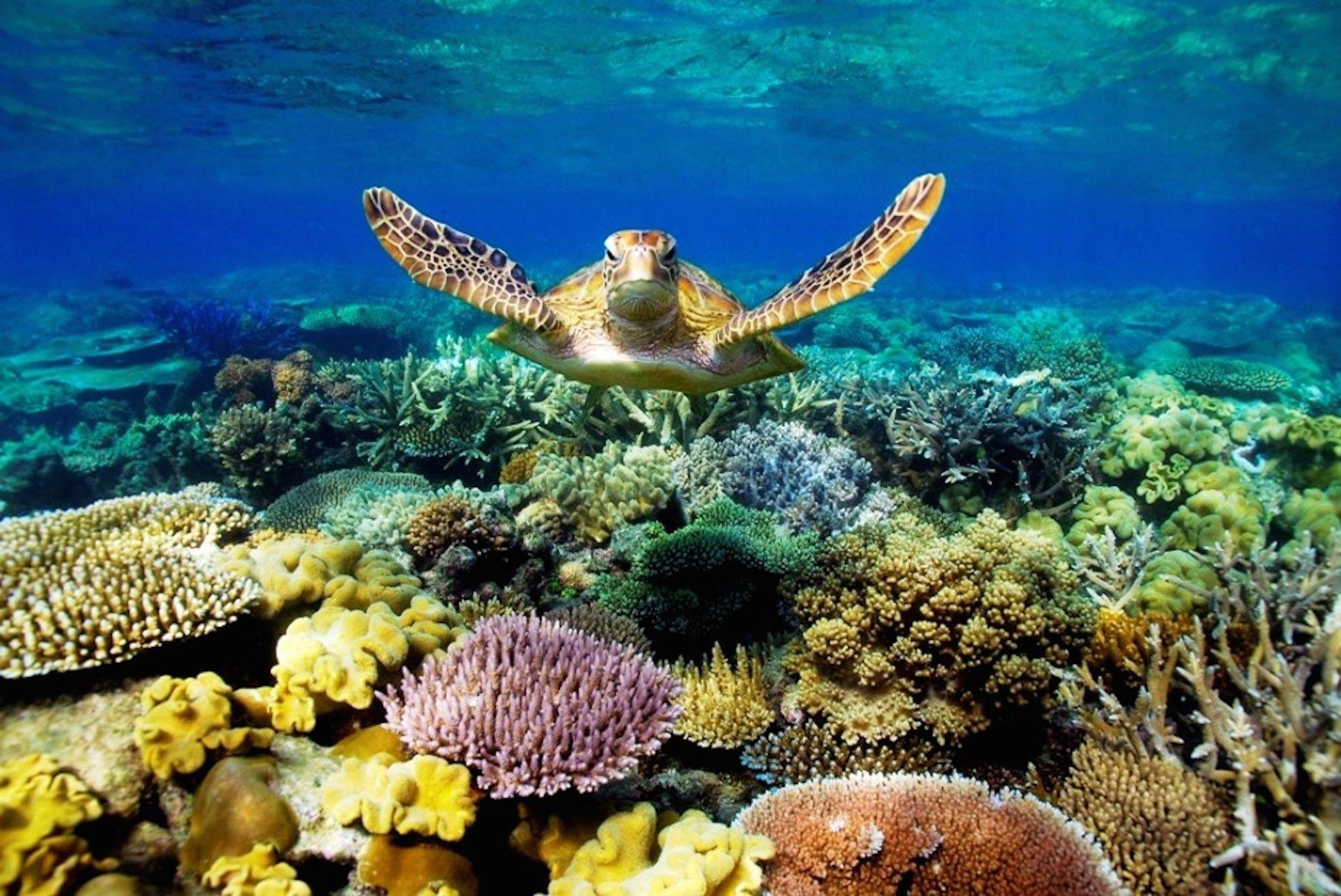 2100x1403 Reef Wallpaper background picture