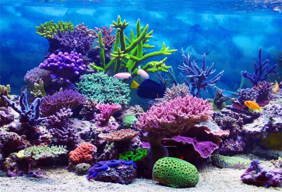 1134x772 Amazon.com : CSFOTO 5x3ft Background for Underwater World Marine Life Photography Backdrop Sea Beautiful Reef Coral Fish Aquarium Ocean Diving Vacation Resort Holiday Photo Studio Props Polyester Wallpaper : Camera & Photo