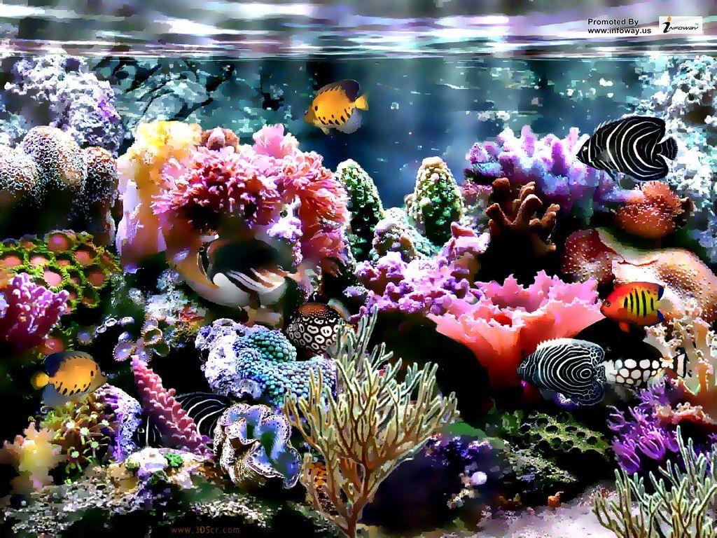 Beautiful Coral Reef Wallpapers Top Free Beautiful Coral Reef Backgrounds Wallpaperaccess