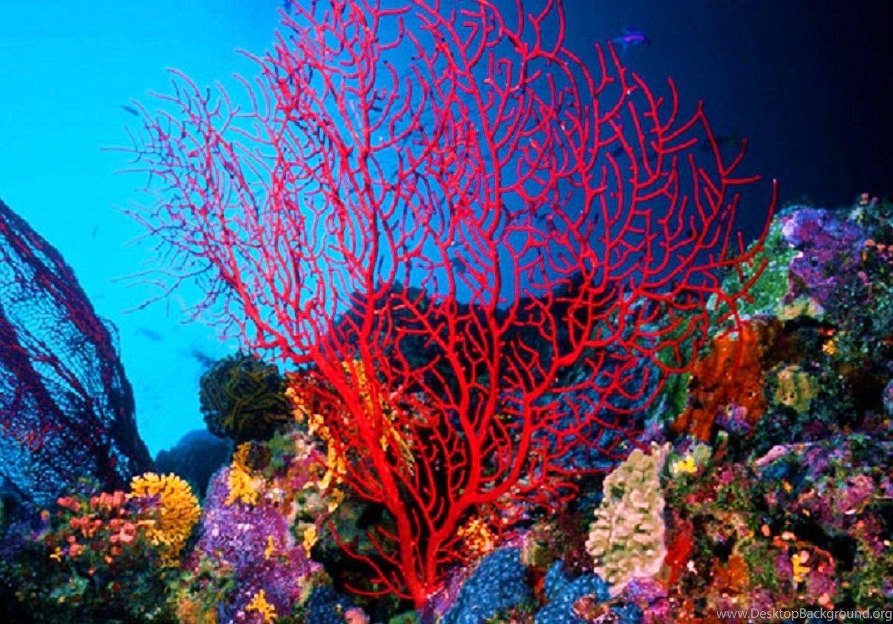 Водоросли кораллы. Красный коралл Россо. Герматипные кораллы. Коралловые рифы красного моря. Водоросли рифы.