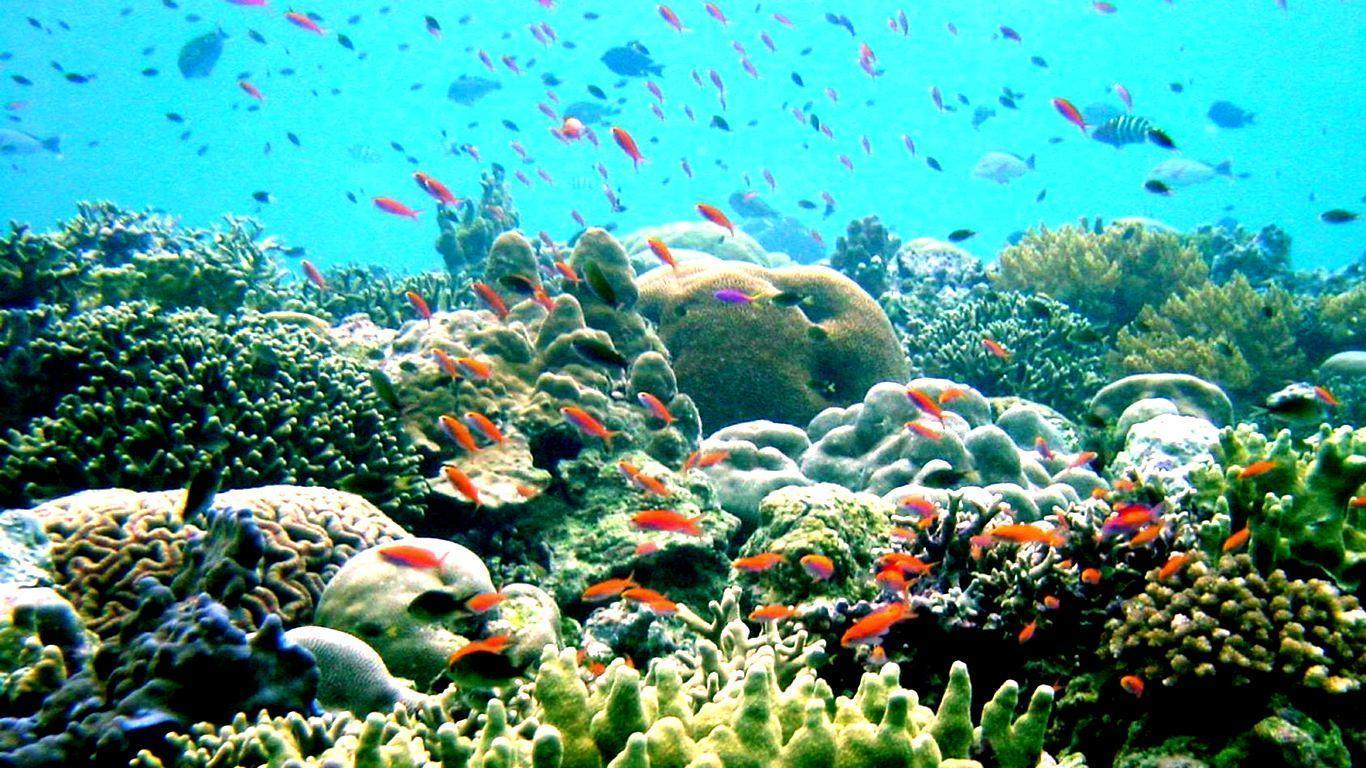 1366x768 Coral Reef Wallpaper. Coral Reef Wallpaper, Coral Wallpaper and Coral Colored Wallpaper