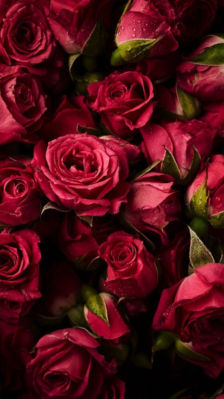 720x1280 Pink roses, buds, flowers, 720x1280 wallpaper. Flower wallpaper, Beautiful flowers, Beautiful roses