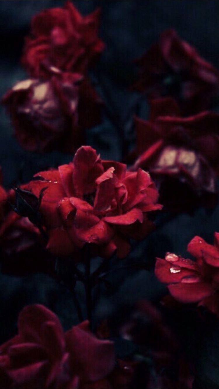 750x1334 Wallpaper. Red flowers, Pretty flowers, Flowers