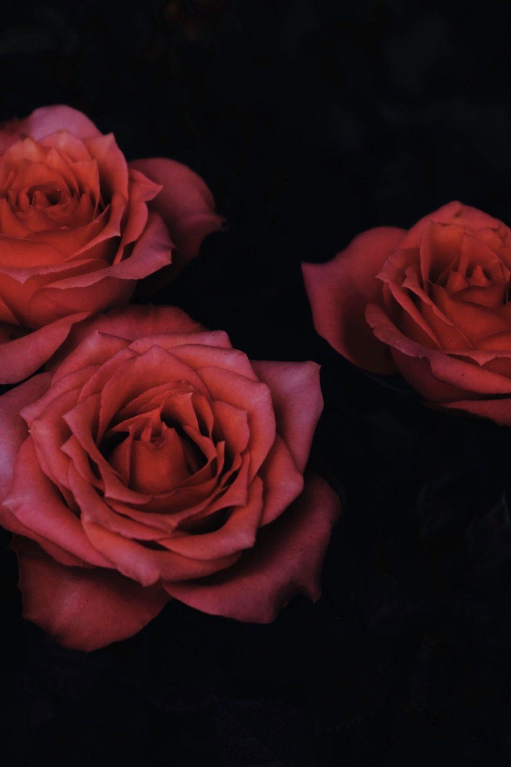 1000x1500 chiaroscuro photography of three red roses. Wallpaper iphone roses, Rose wallpaper, Preppy wallpaper