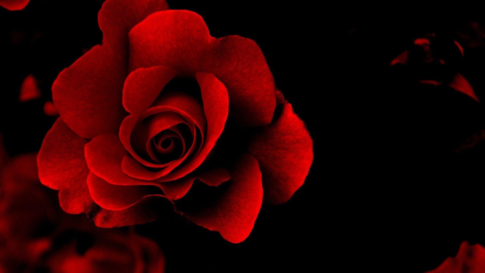1920x1080 Red Rose Desktop Wallpaper
