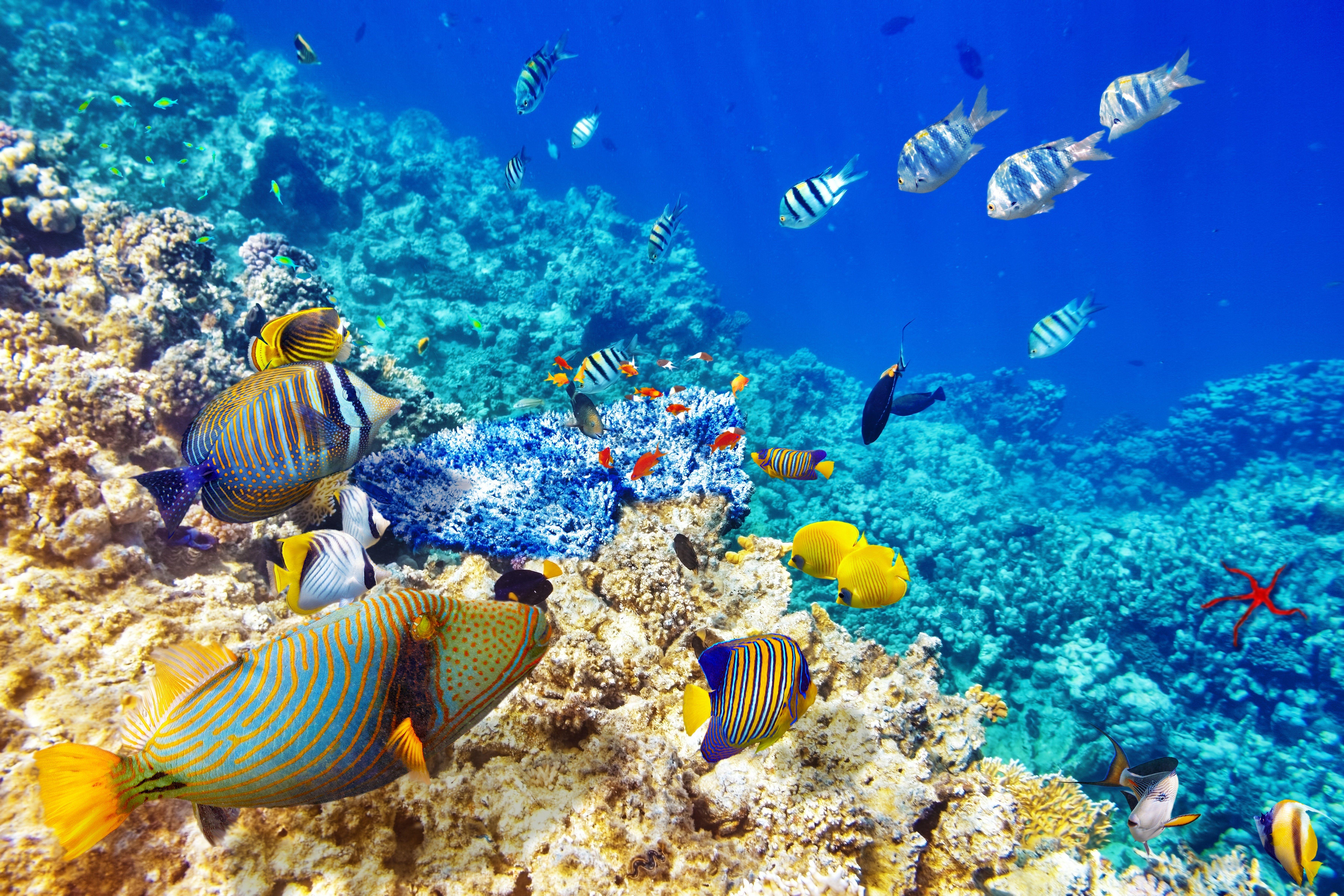 7200x4800 Underwater Coral Reef Ocean