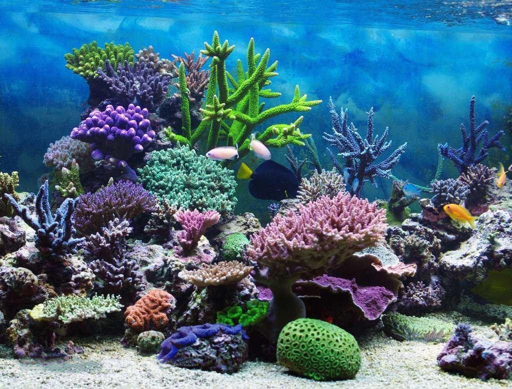 Download Coral wallpapers for mobile phone free Coral HD pictures