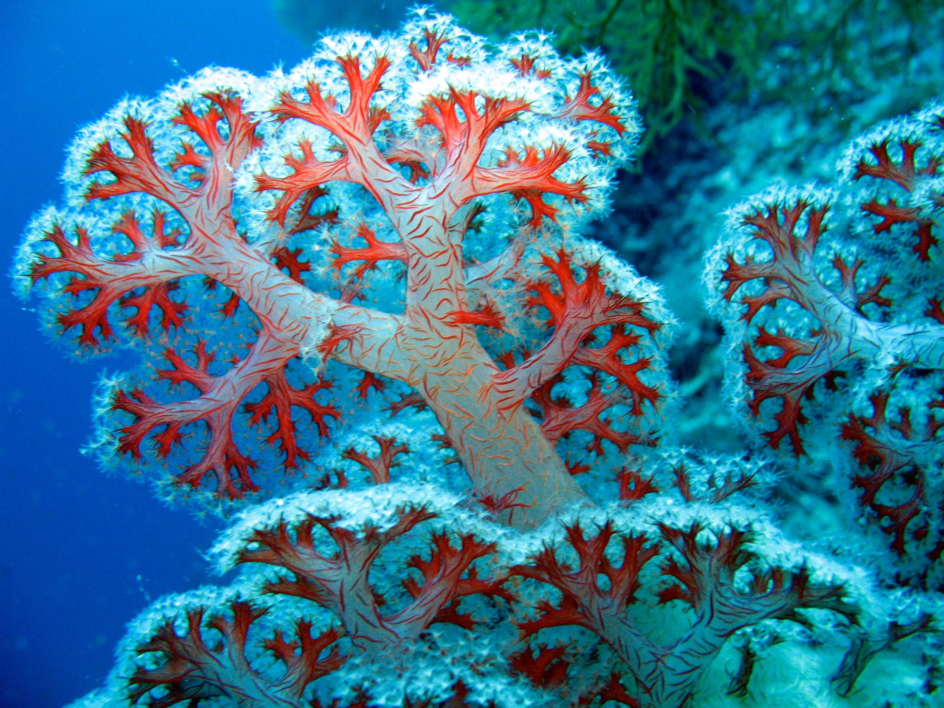 3072x2304 Colorful Coral Reef .
