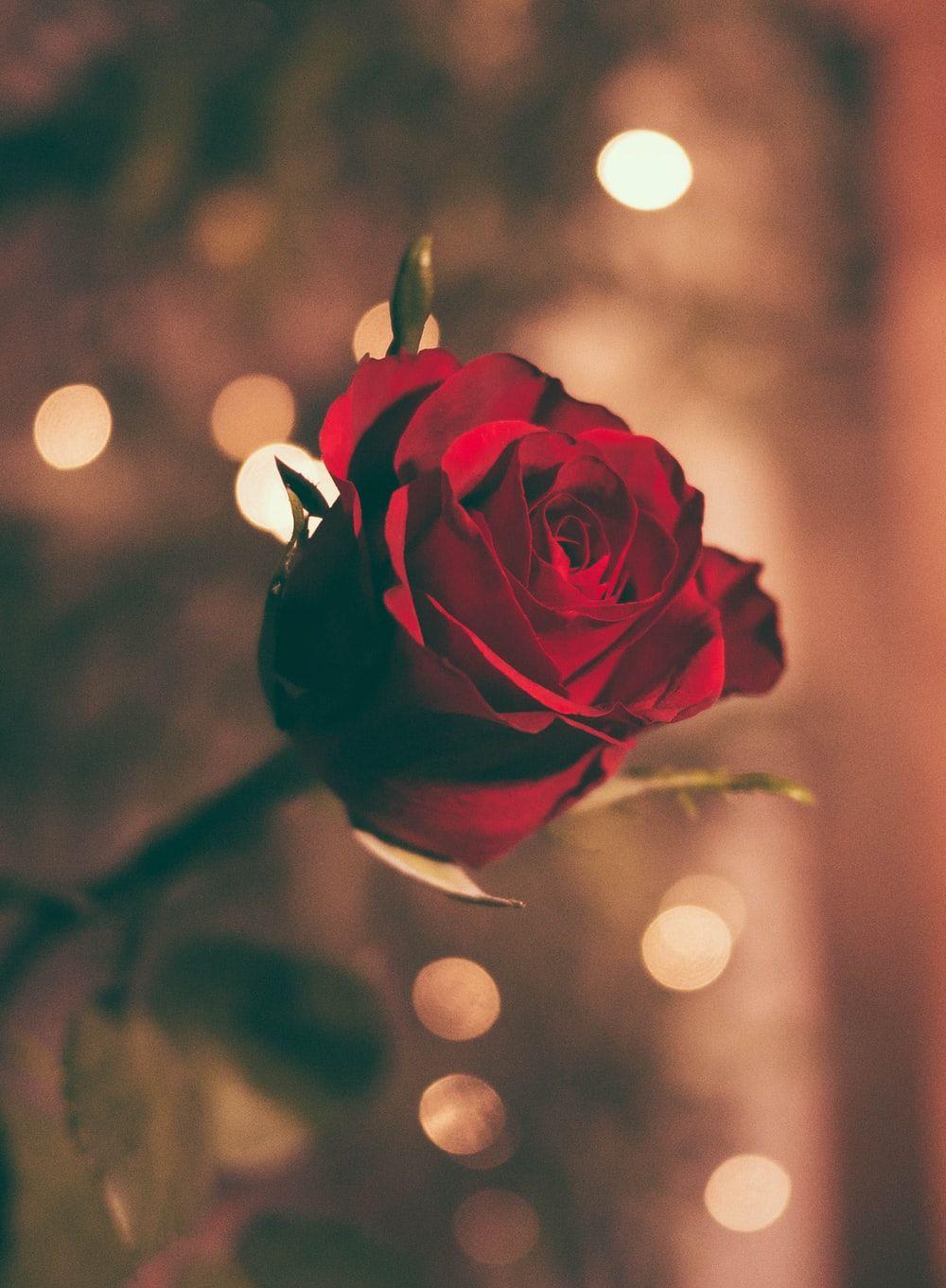 1000x1361 Single Rose Picture. Download Free Image