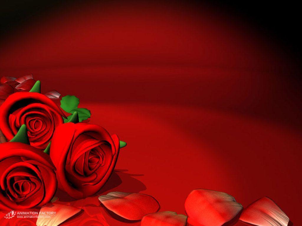 1024x768 Flower Red Rose Background Wallpaper