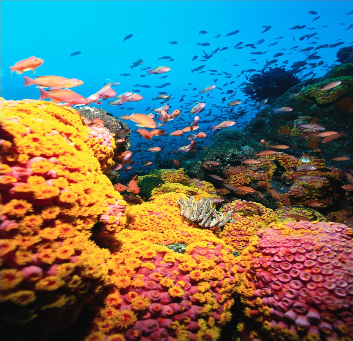 1177x1137 Coral Reefs Beautiful Image Reefs Before Global Warming HD Wallpaper
