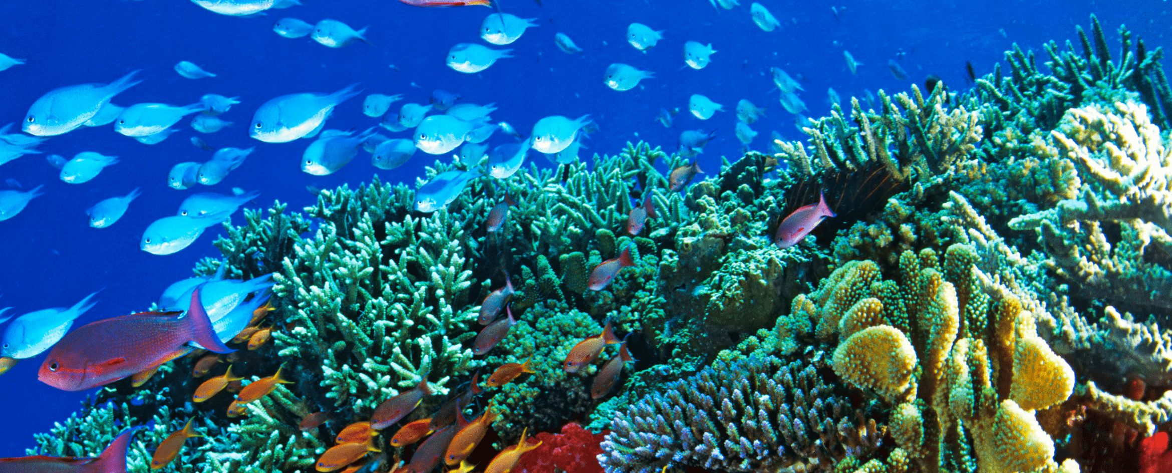 2340x944 Great Barrier Reef Wallpaper, Barrier, Beautiful, Great, Natural, Reef, Wallpaper, World