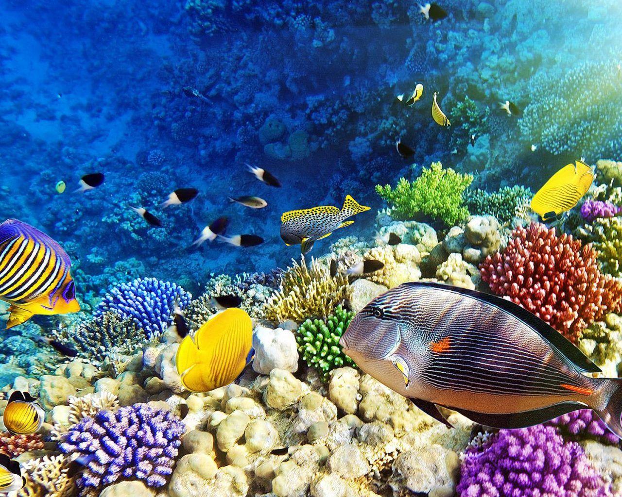 Ocean Coral Reef Wallpapers - Top Free Ocean Coral Reef Backgrounds ...