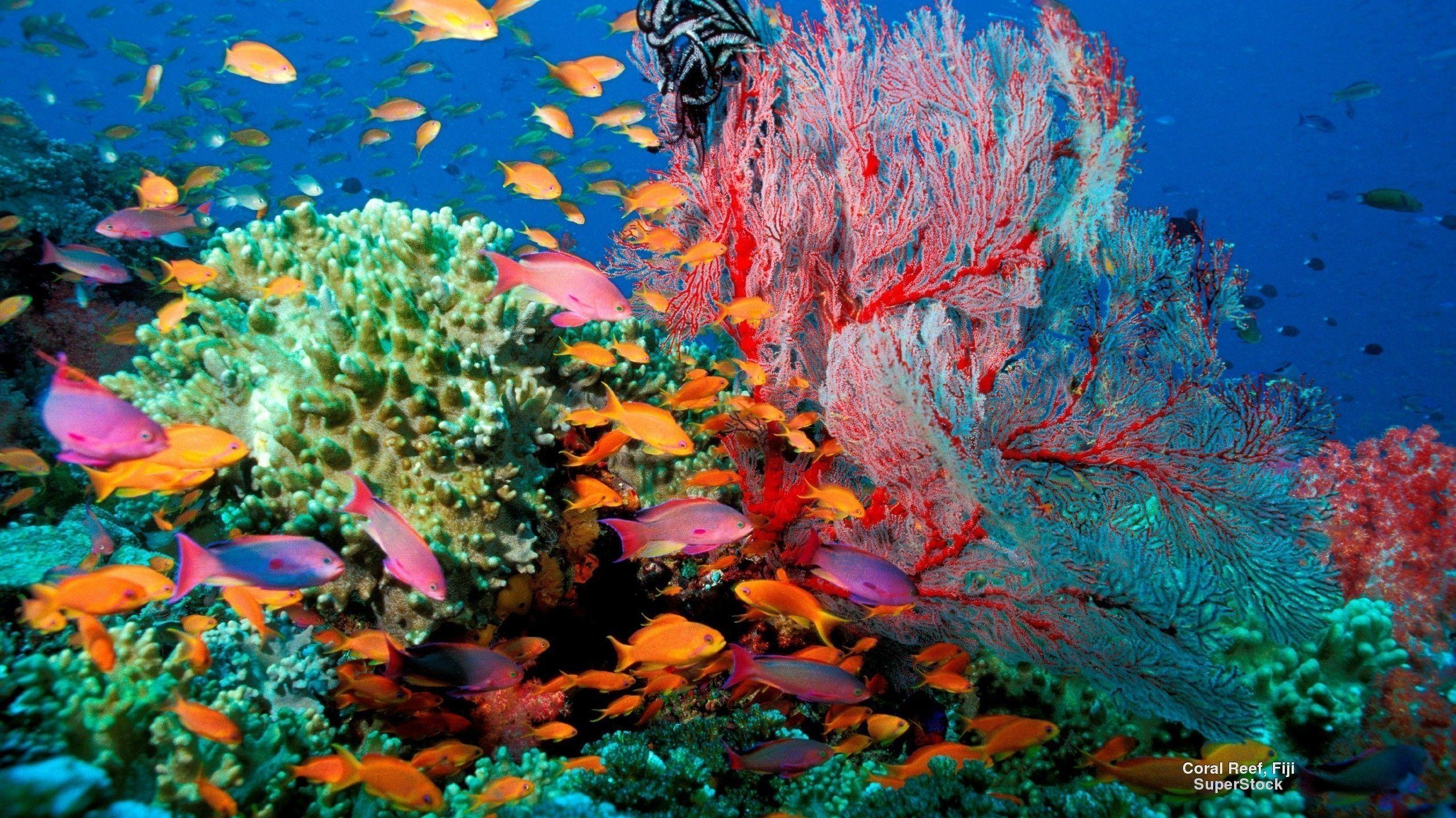 2560x1440 Sea Life HD Wallpaper