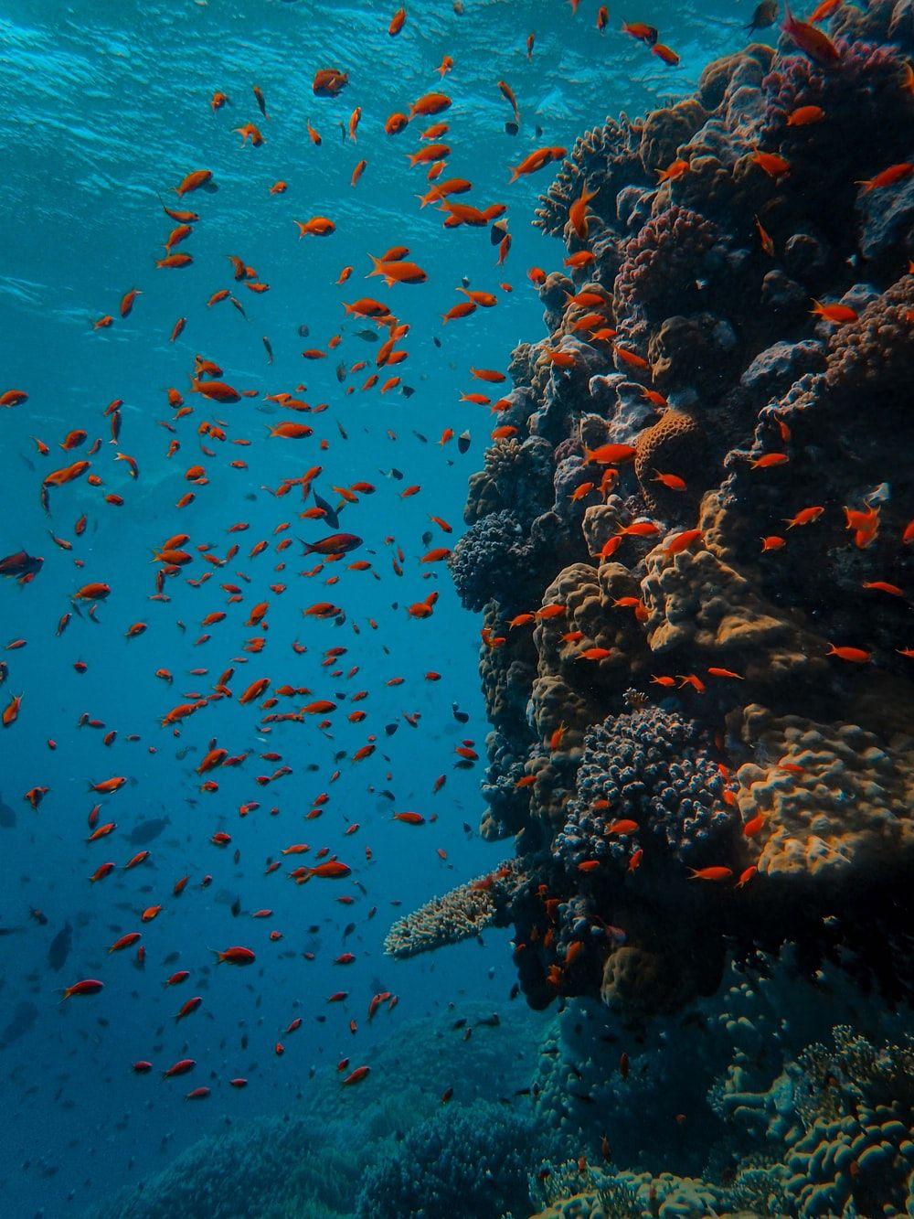 1000x1333 Coral Reef Picture [HQ]. Download Free Image