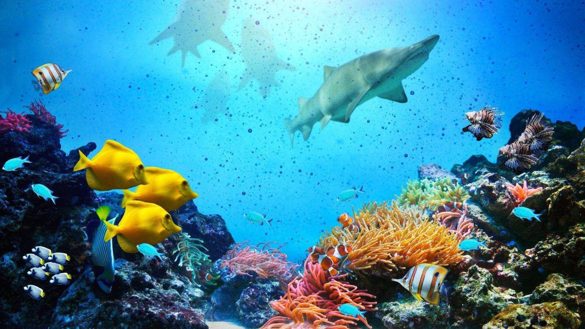 1920x1080 Coral Reef Desktop Background