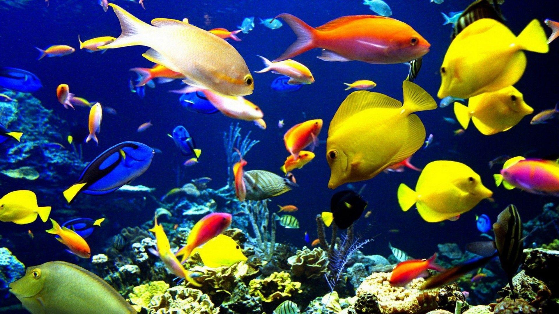 1920x1080 Beautiful Colorful Wallpaper Coral Reef