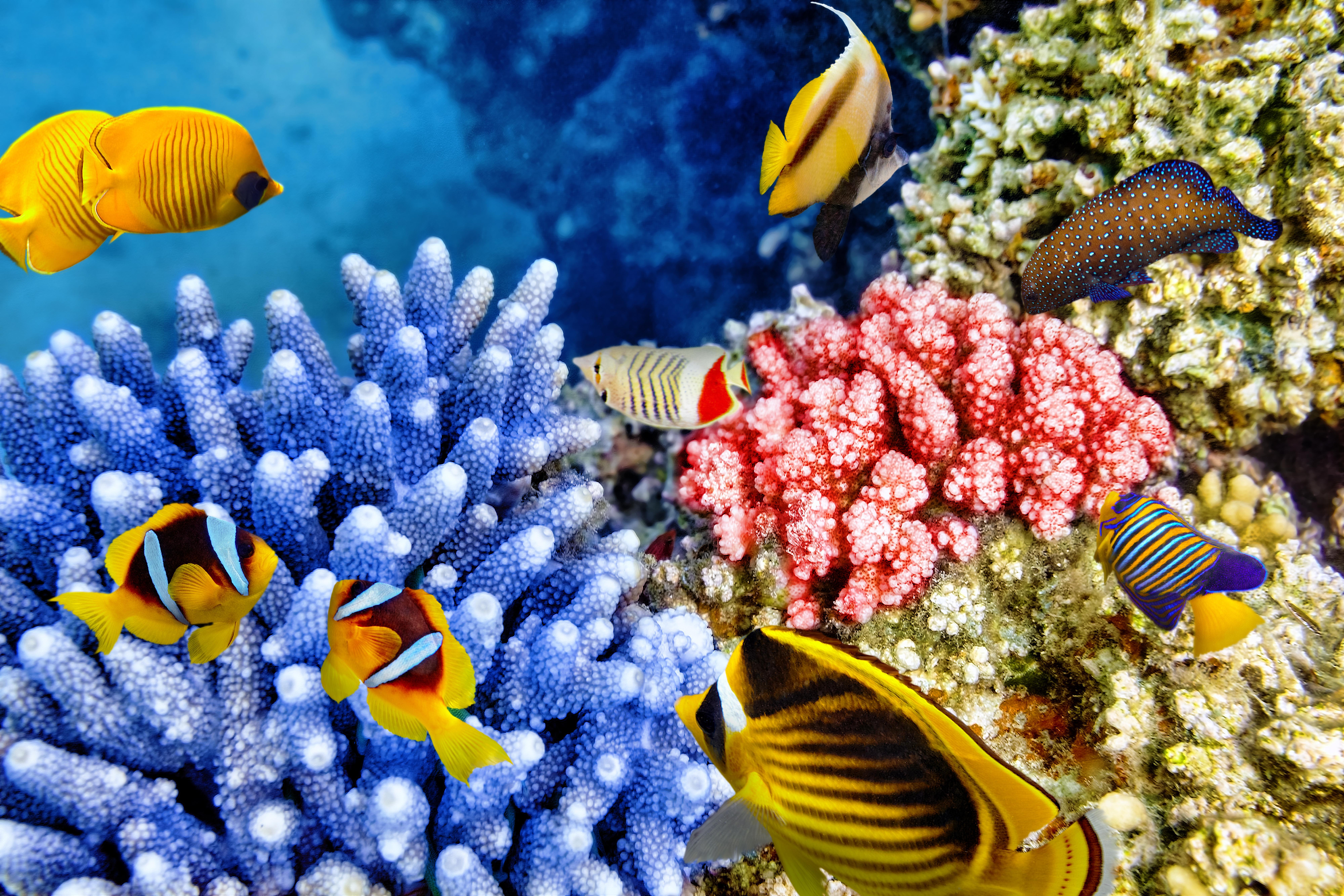 8000x5336 Cool Pics Of Coral Reefs HD Wallpaper