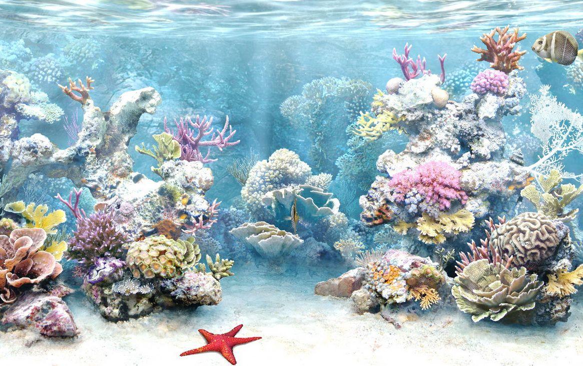 1165x733 Coral Reef Wallpaper