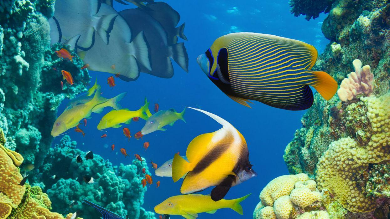 1245x700 Beautiful fish in the sea underwater coral reef wallpaperx1080