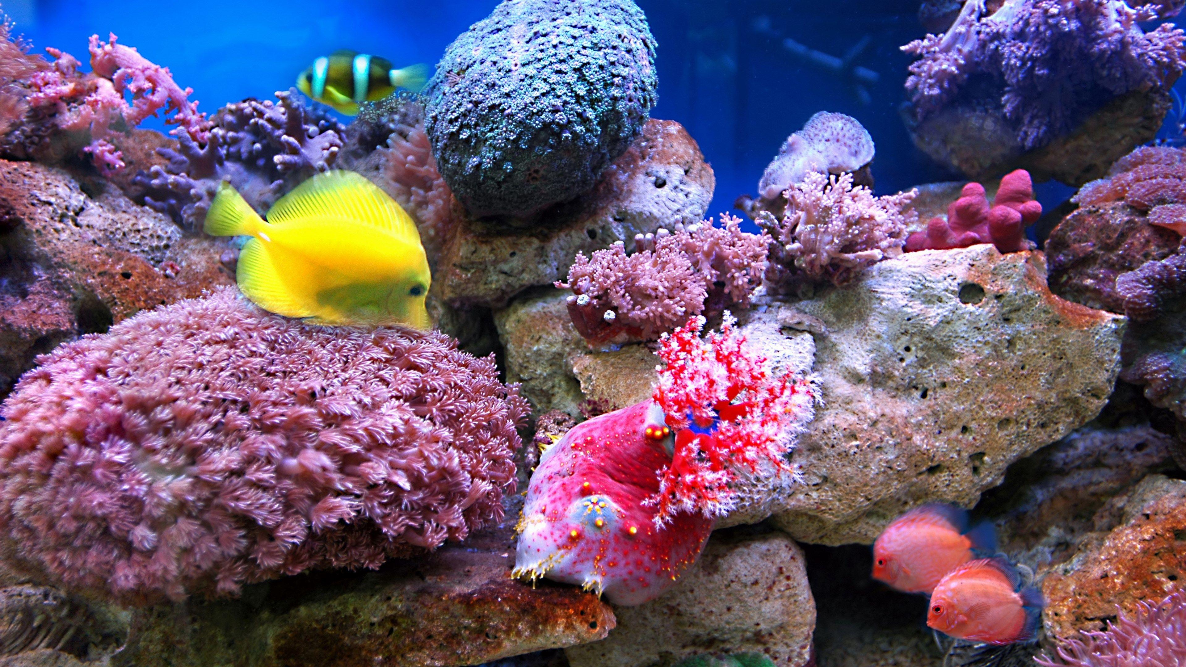 3840x2160 Beautiful coral reef wallpaper, coral reef deskto