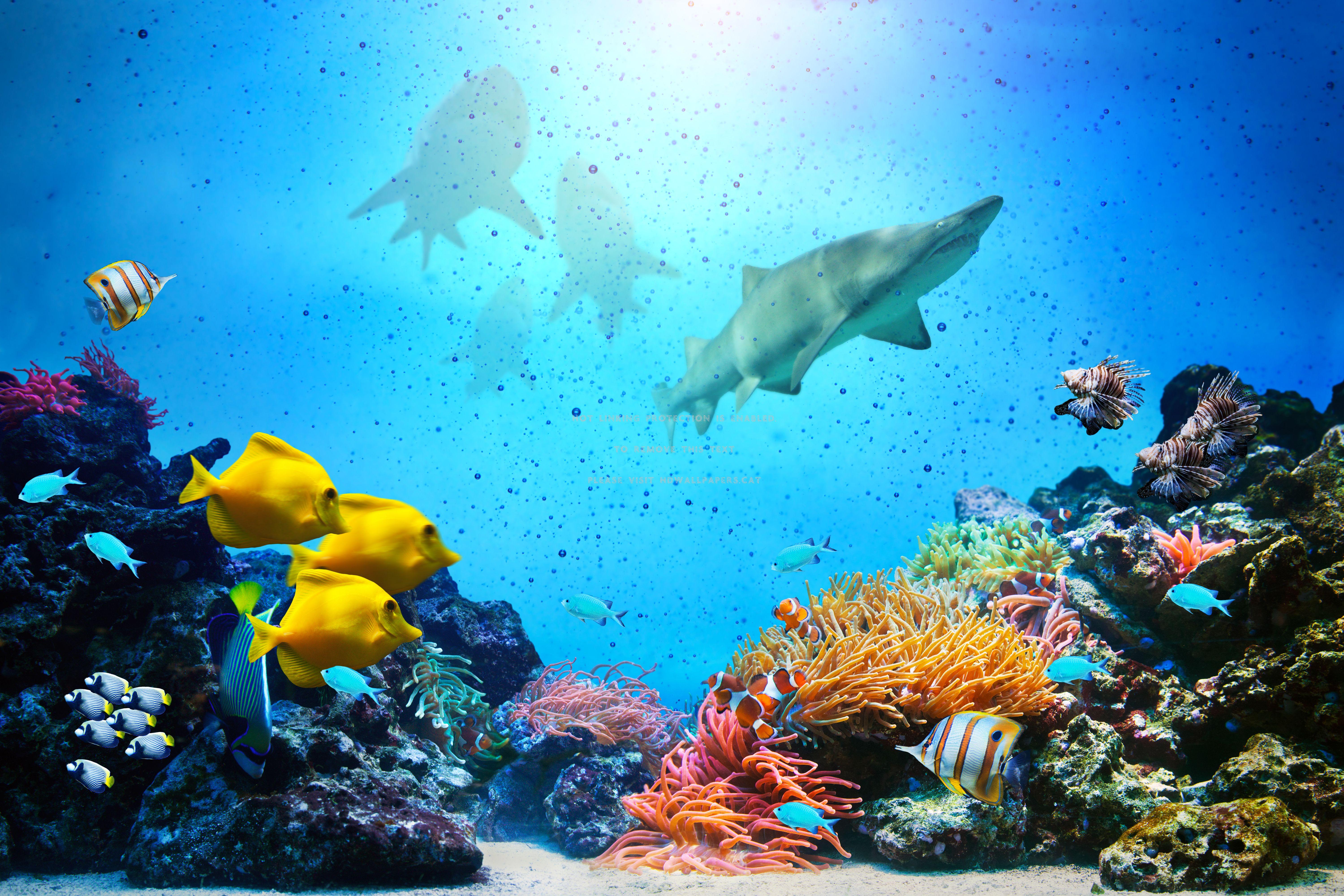 6000x4000 underwater sharks tropical ocean coral reef