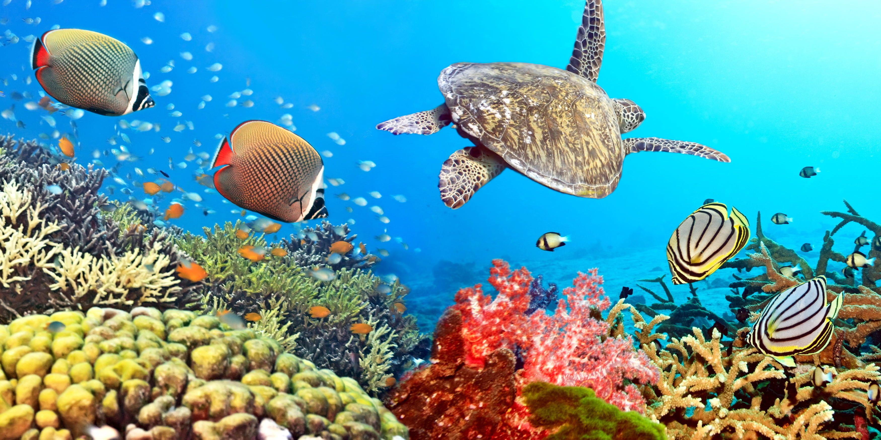 3500x1750 Sea Creatures Illustration, Fish, The Ocean, Turtle, Coral Reef Fish Wallpaper & Background Download