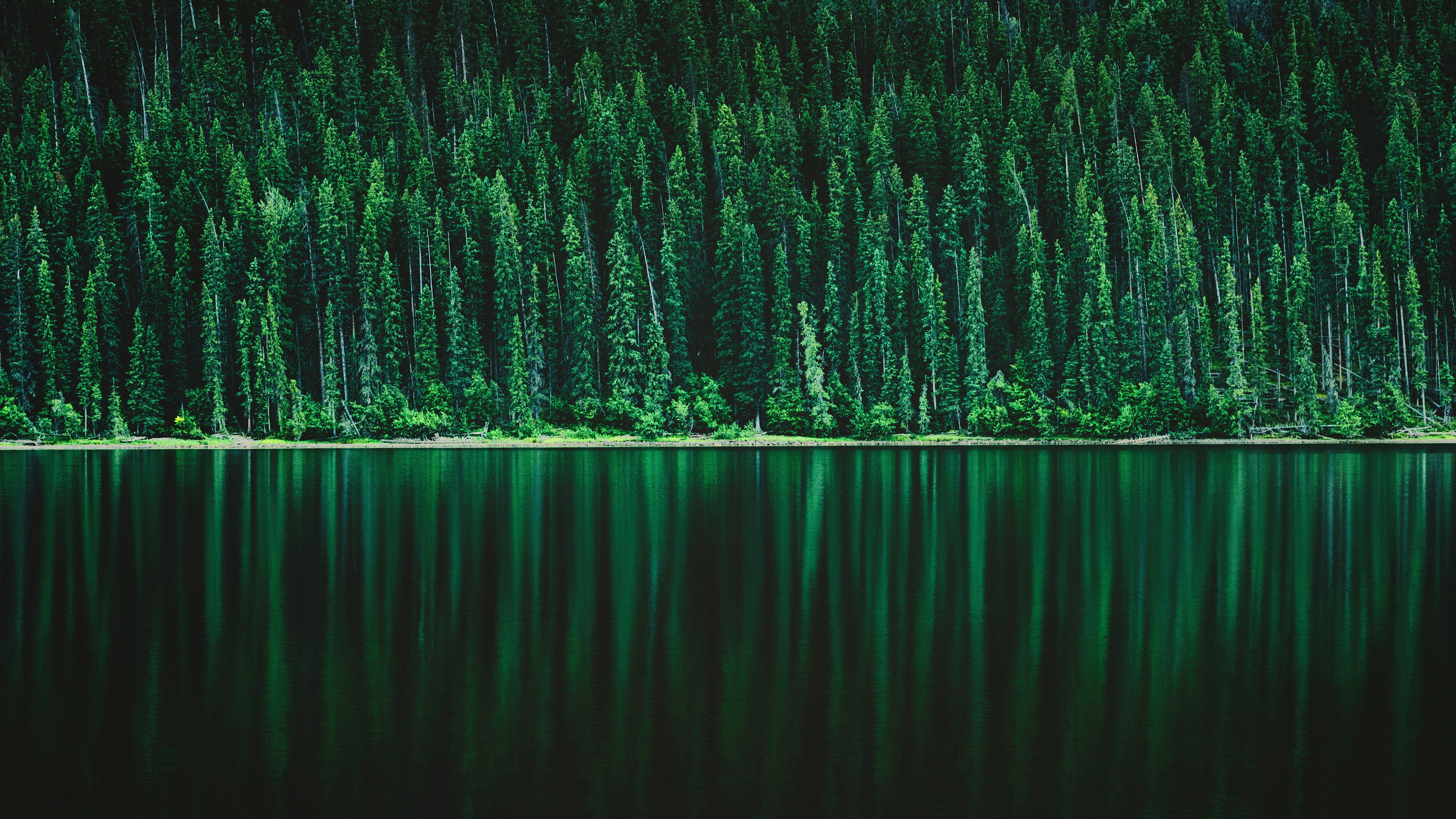 5120x2880 Green Pine tree Forest 5K Wallpaper