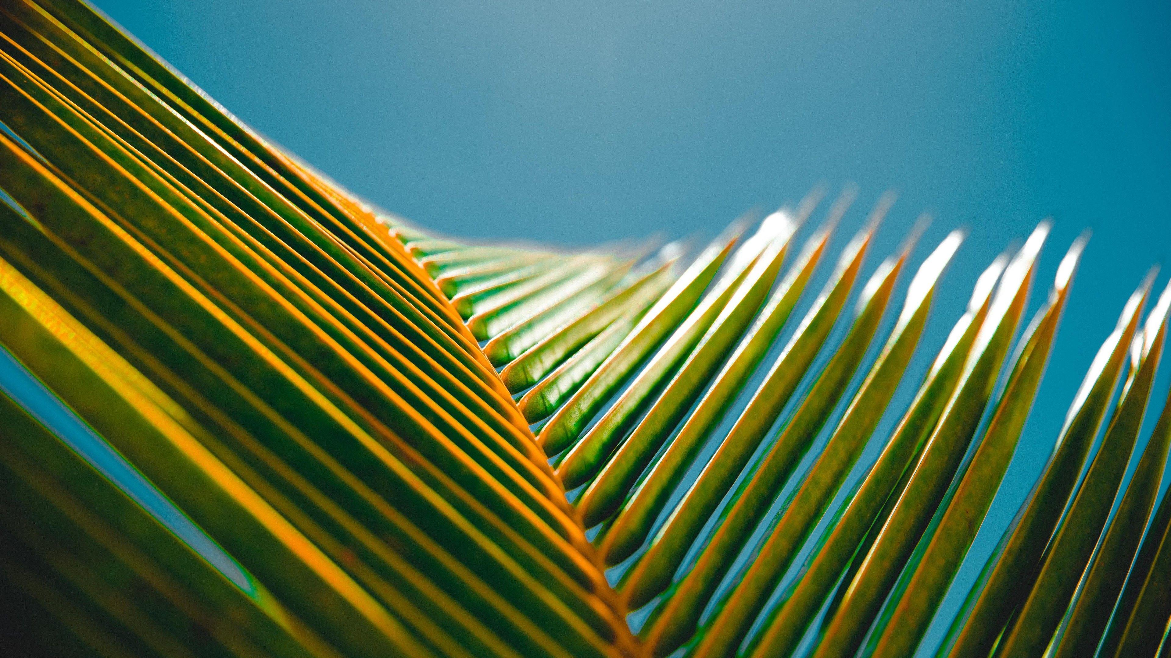 3840x2160 Wallpaper 4k Green Leaves 2 5k 4k Wallpaper, 5k Wallpaper, Green Wallpaper, Hd Wallpaper, Leaves Wallpaper, Nature Wallpaper