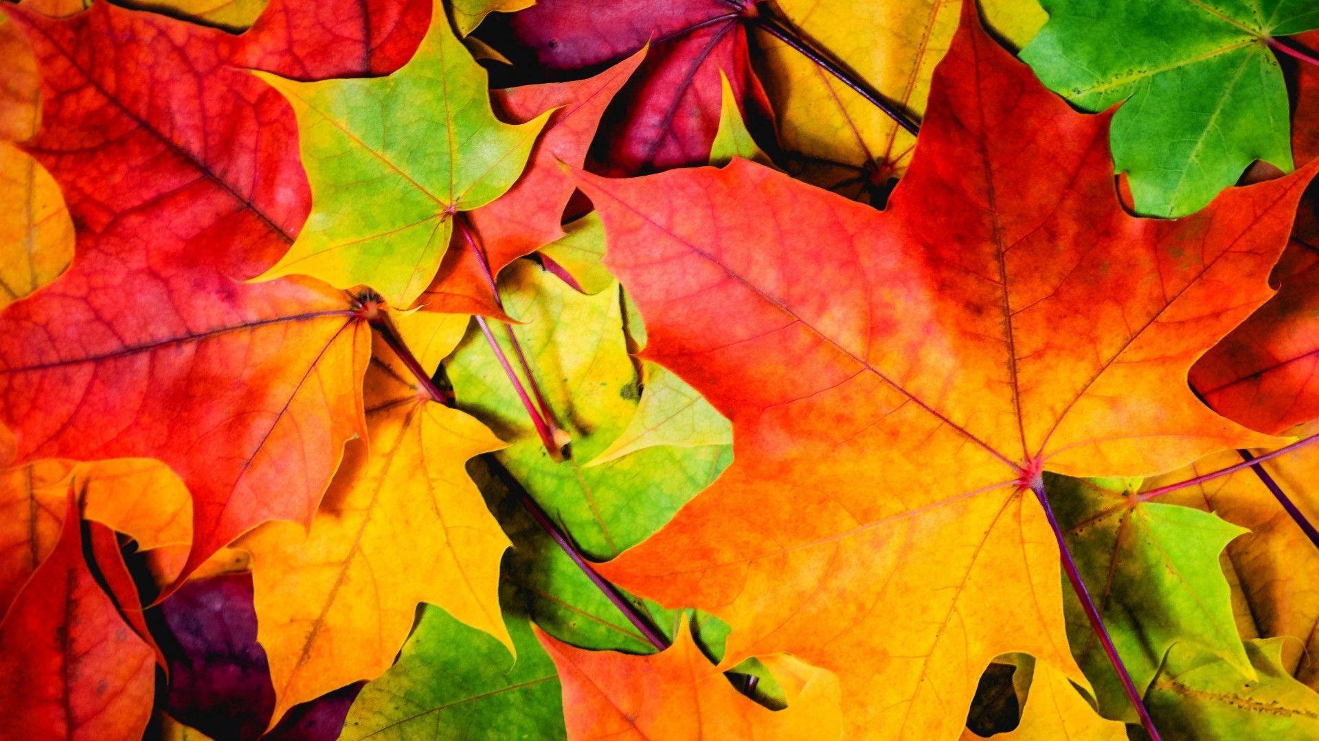 1920x1080 Wallpaper Leaves, 5k, 4k wallpaper, 8k, colorful, autumn, Nature
