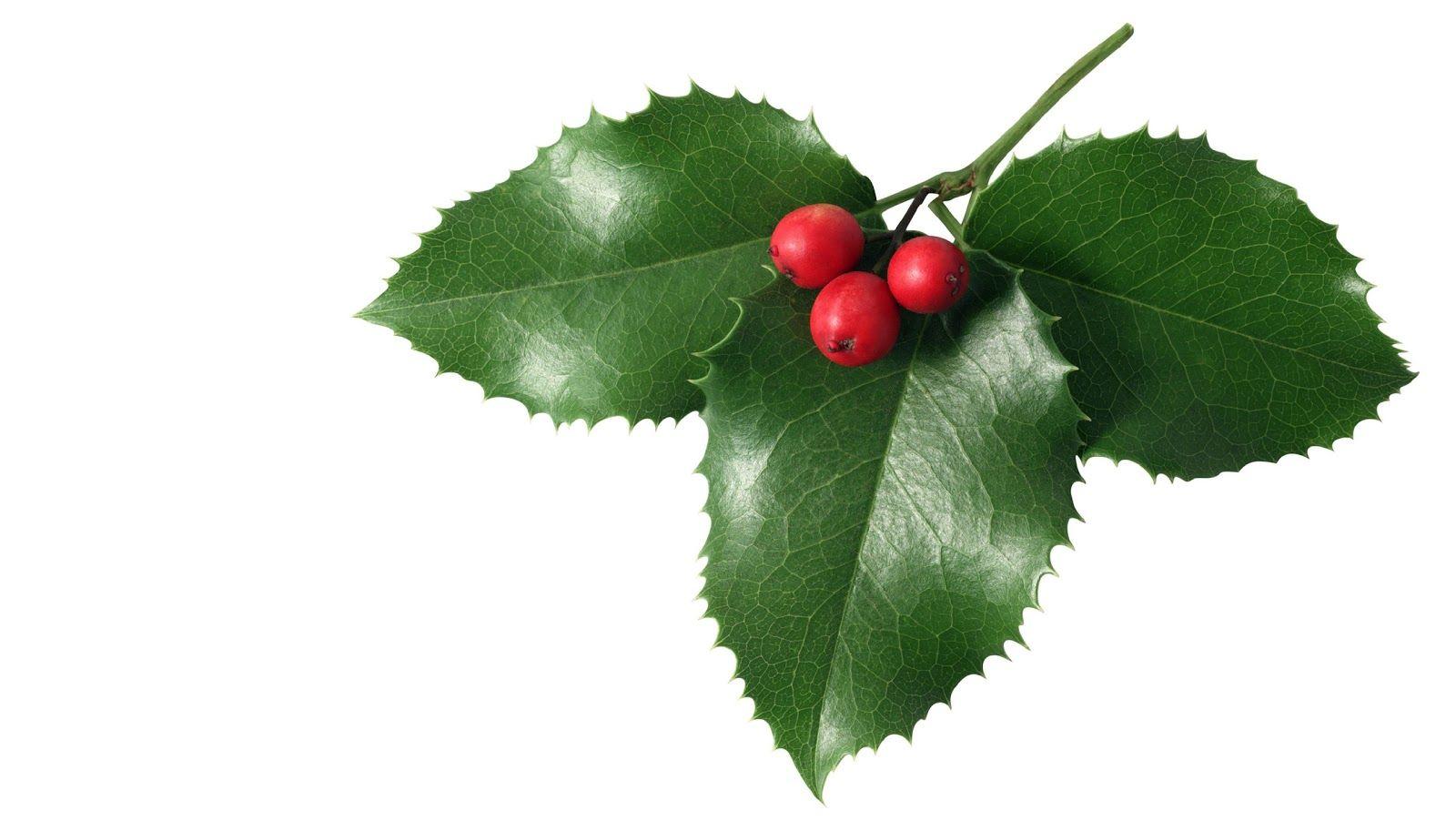 1600x902 3D Mistletoe leaf HD WAllpaper. Home of Wallpaper. Free download HD wallpaper