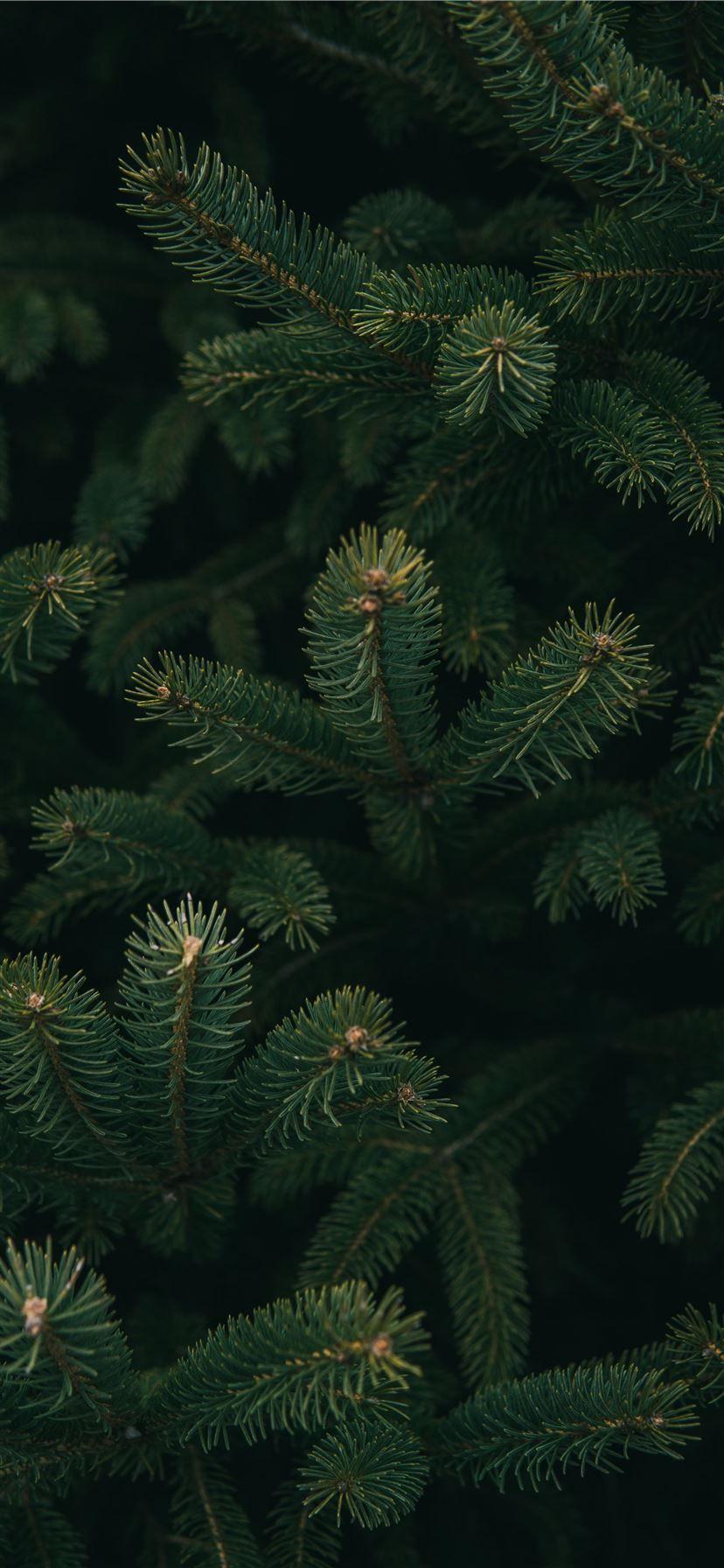 828x1792 Best Green iPhone 11 and iPhone 11 Pro Wallpaper Free HD
