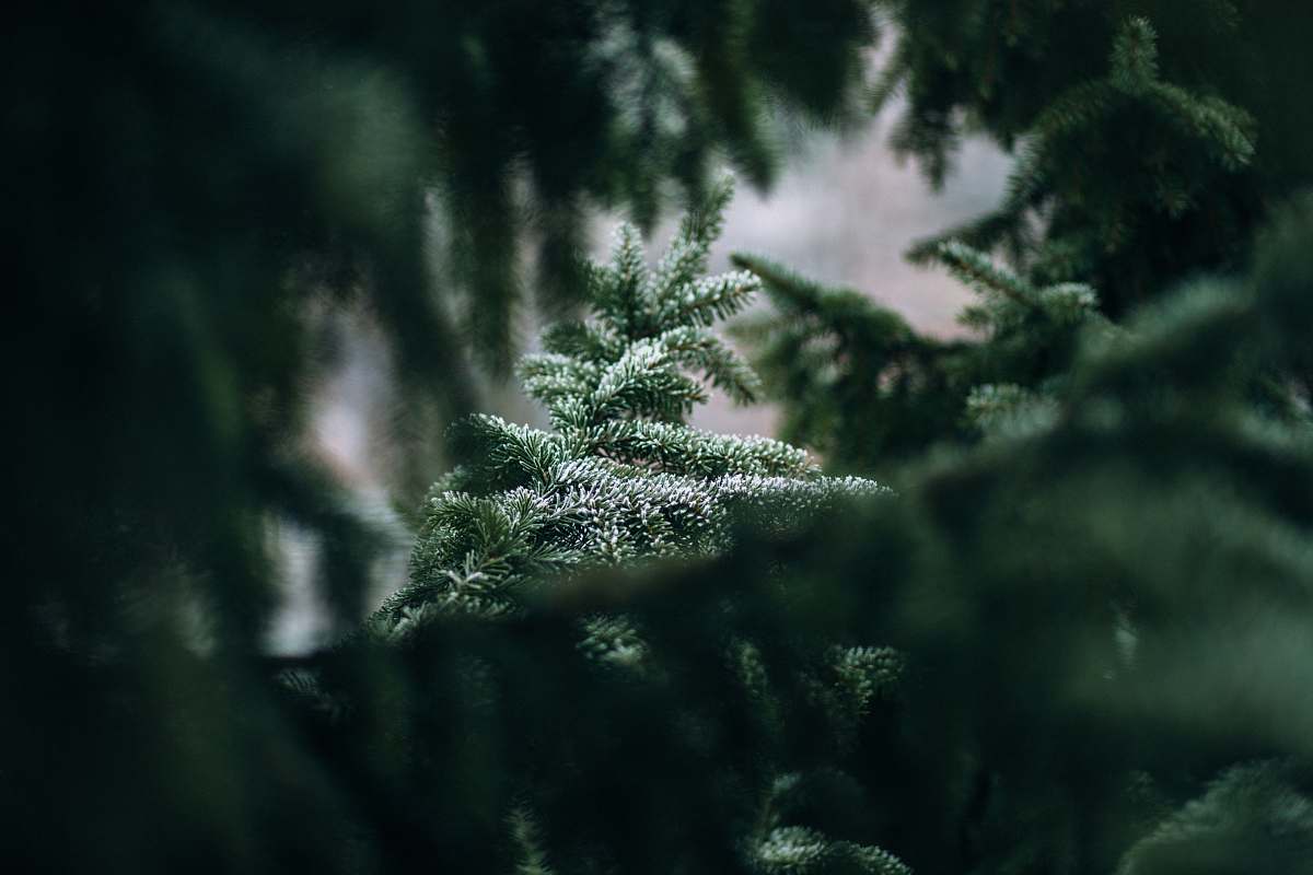1200x800 Tree Green Tree Can Be Seen Through Green Leaves Christmas Wallpaper Image