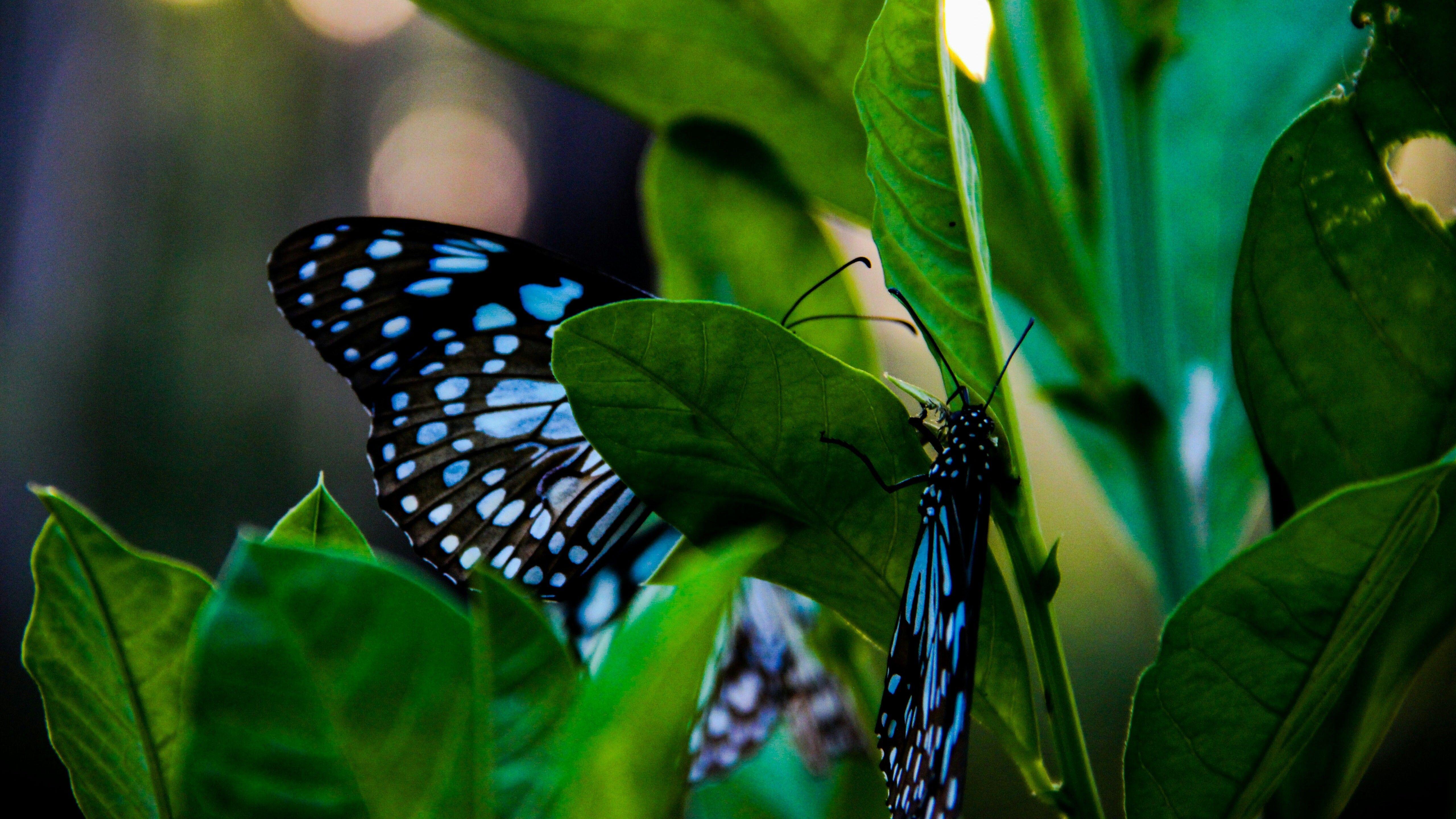 5120x2880 Black and Blue Butterfly on Green Leave 5K Wallpaper