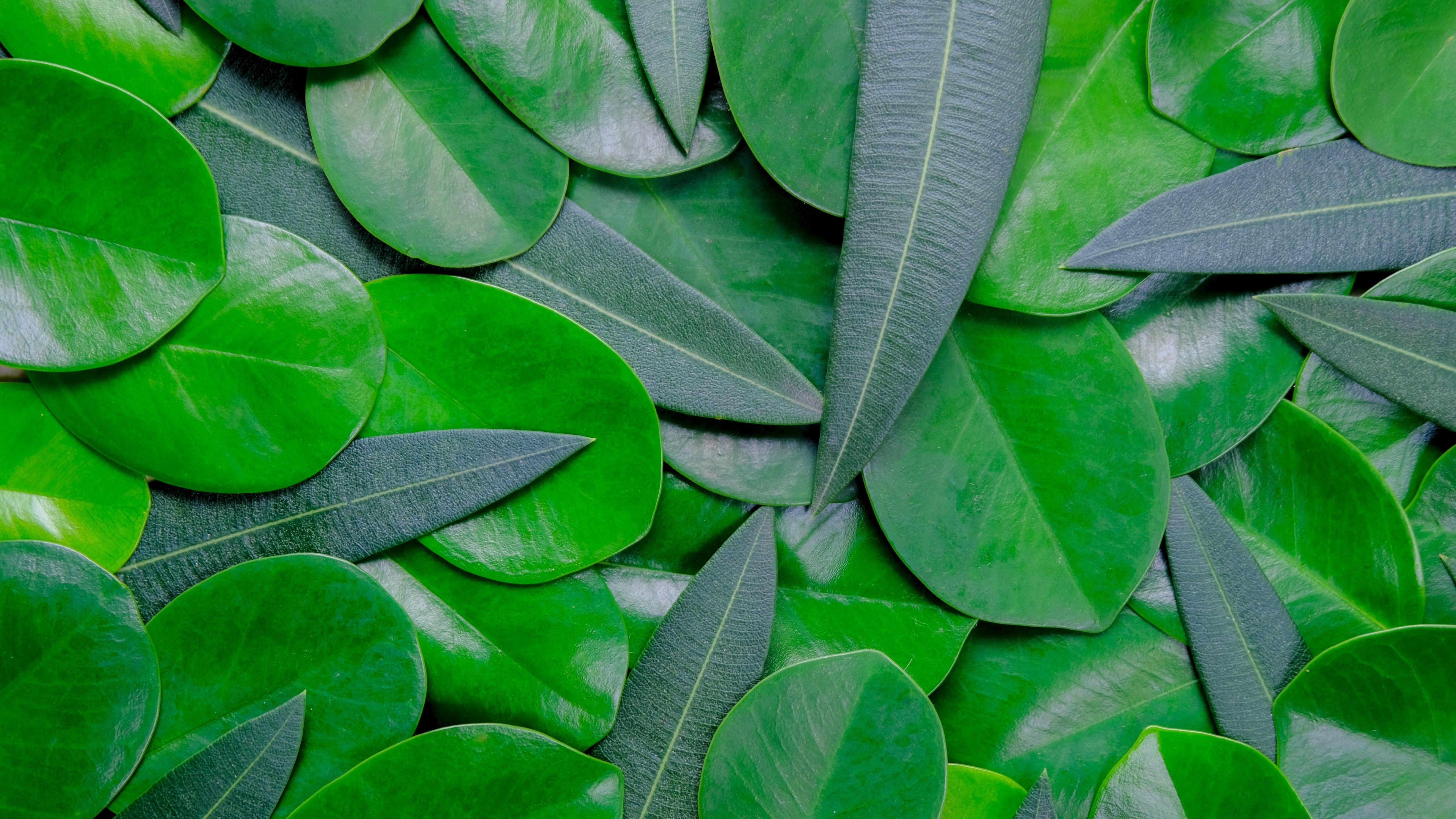 5K Green Wallpapers - Top Free 5K Green Backgrounds - WallpaperAccess
