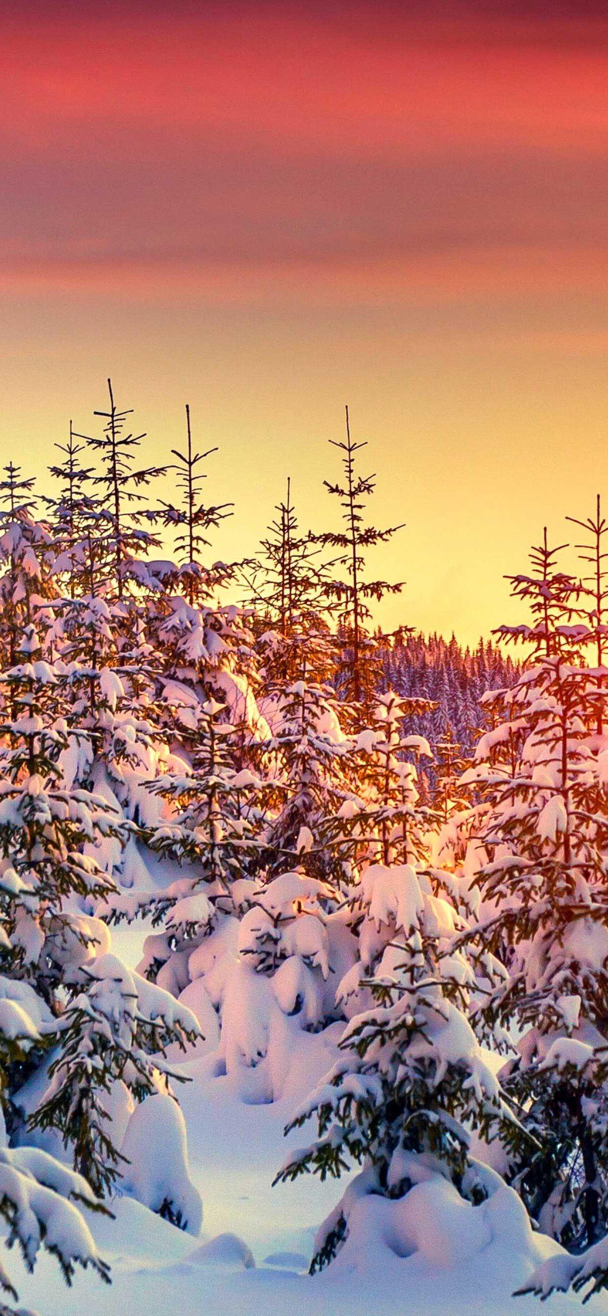 Winter spruce trees snow 1242x2688 iPhone 11 ProXS Max wallpaper  background picture image