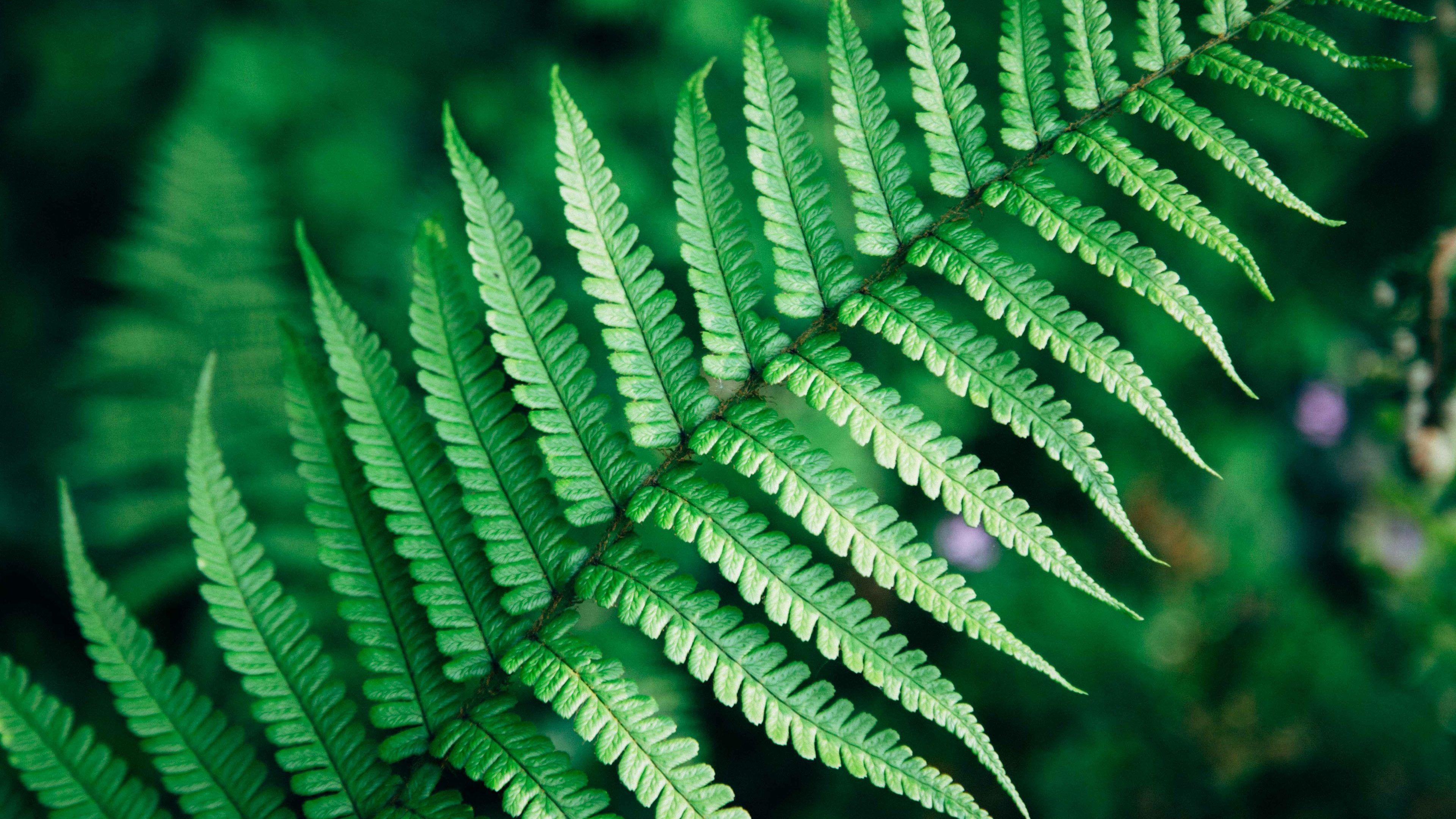 3840x2160 Green Leaf Wallpaper 4K 5K. HD Wallpaper Background