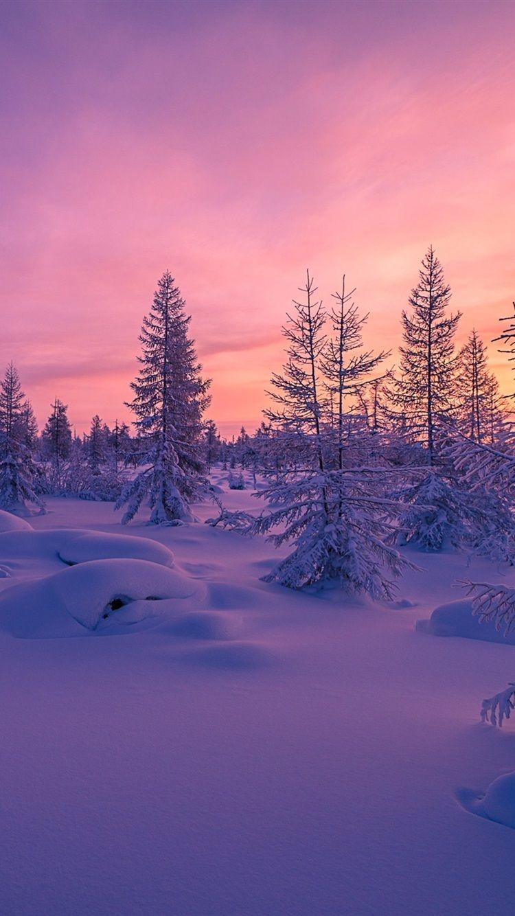 750x1334 iPhone Forest Sunset Wallpaper
