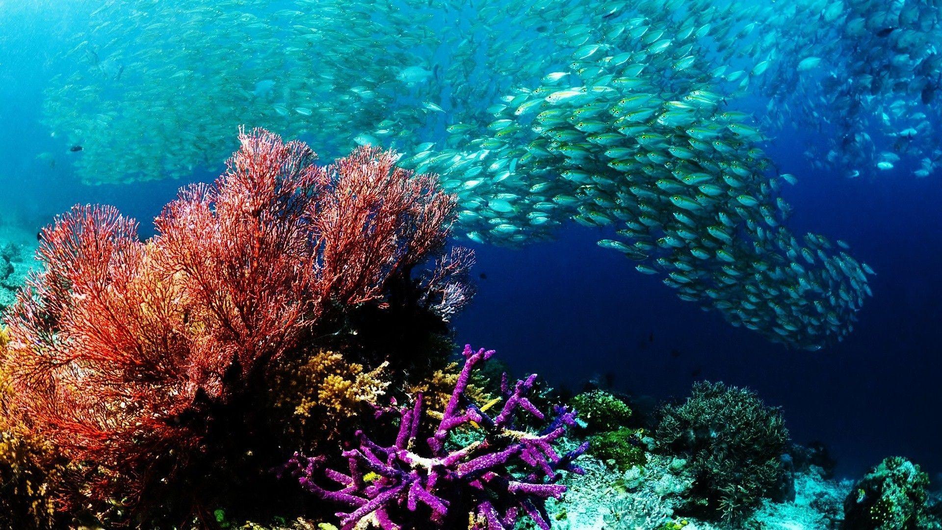 1920x1080 Ocean Coral Reef Wallpaper .