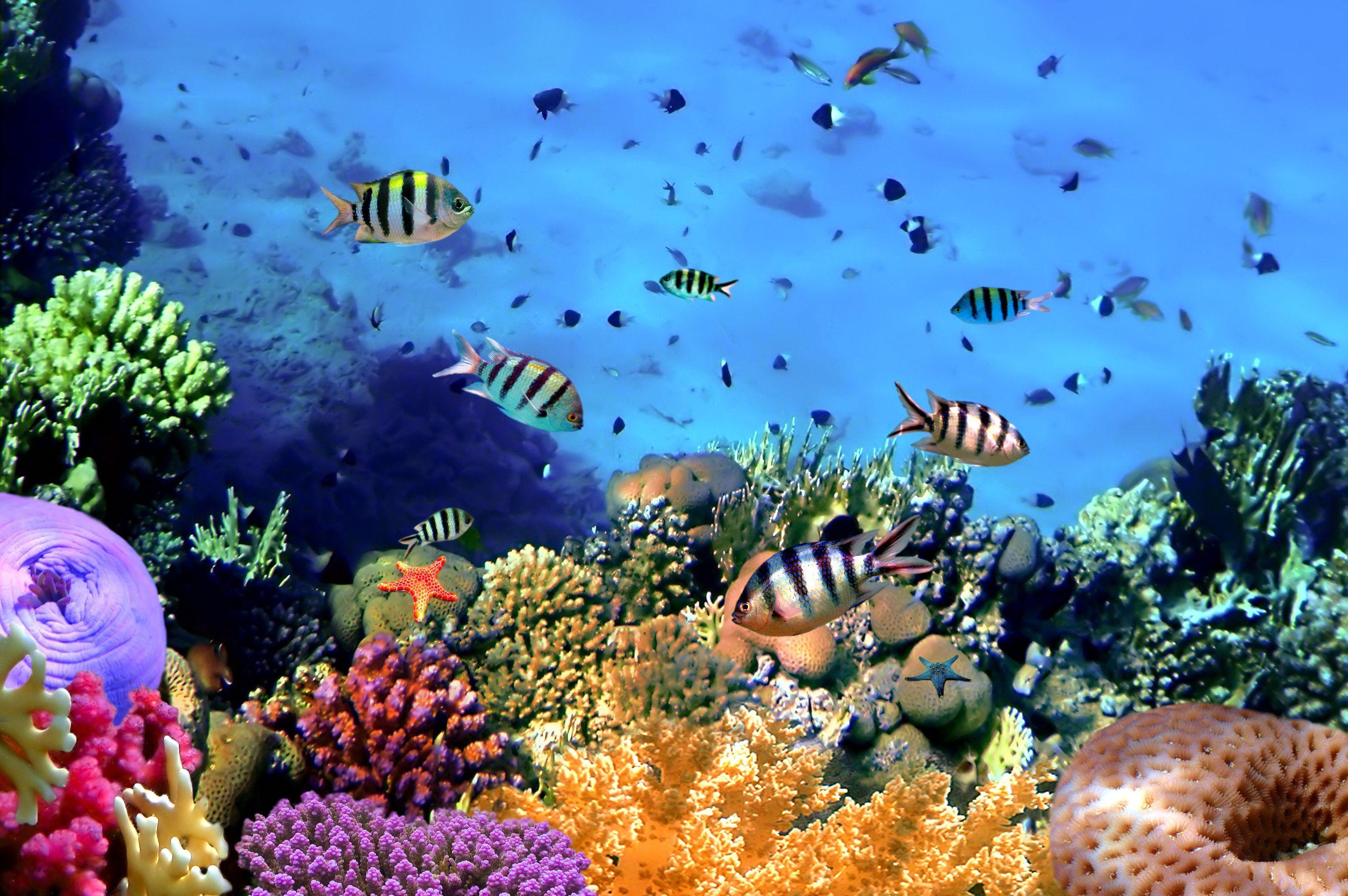 3020x2007 Ocean Coral Reef Wallpaper .