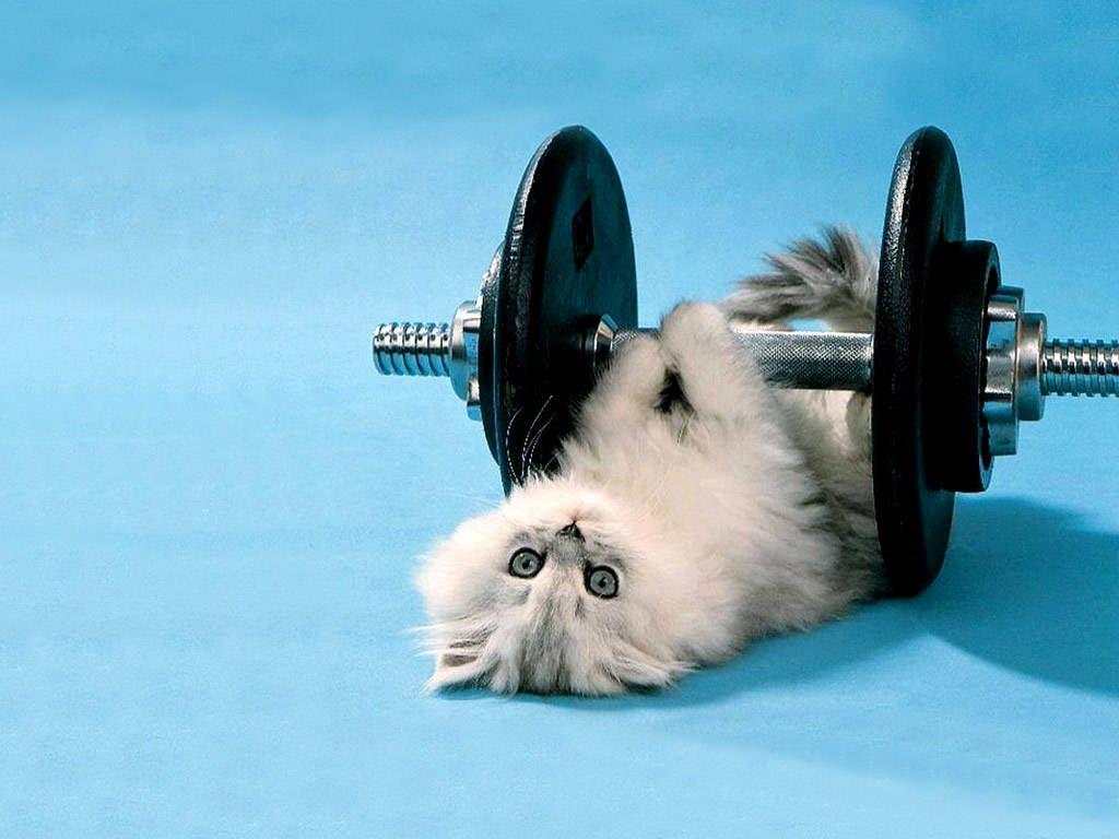 1024x768 Free download cartoon wallpaper desktop funny wallpaper wallpaper HD wallpaper [1024x768] for your Desktop, Mobile & Tablet. Explore Wallpaper Funny Picture. Funny Desktop Wallpaper, Funny Facebook Wallpaper, Funny Wallpaper