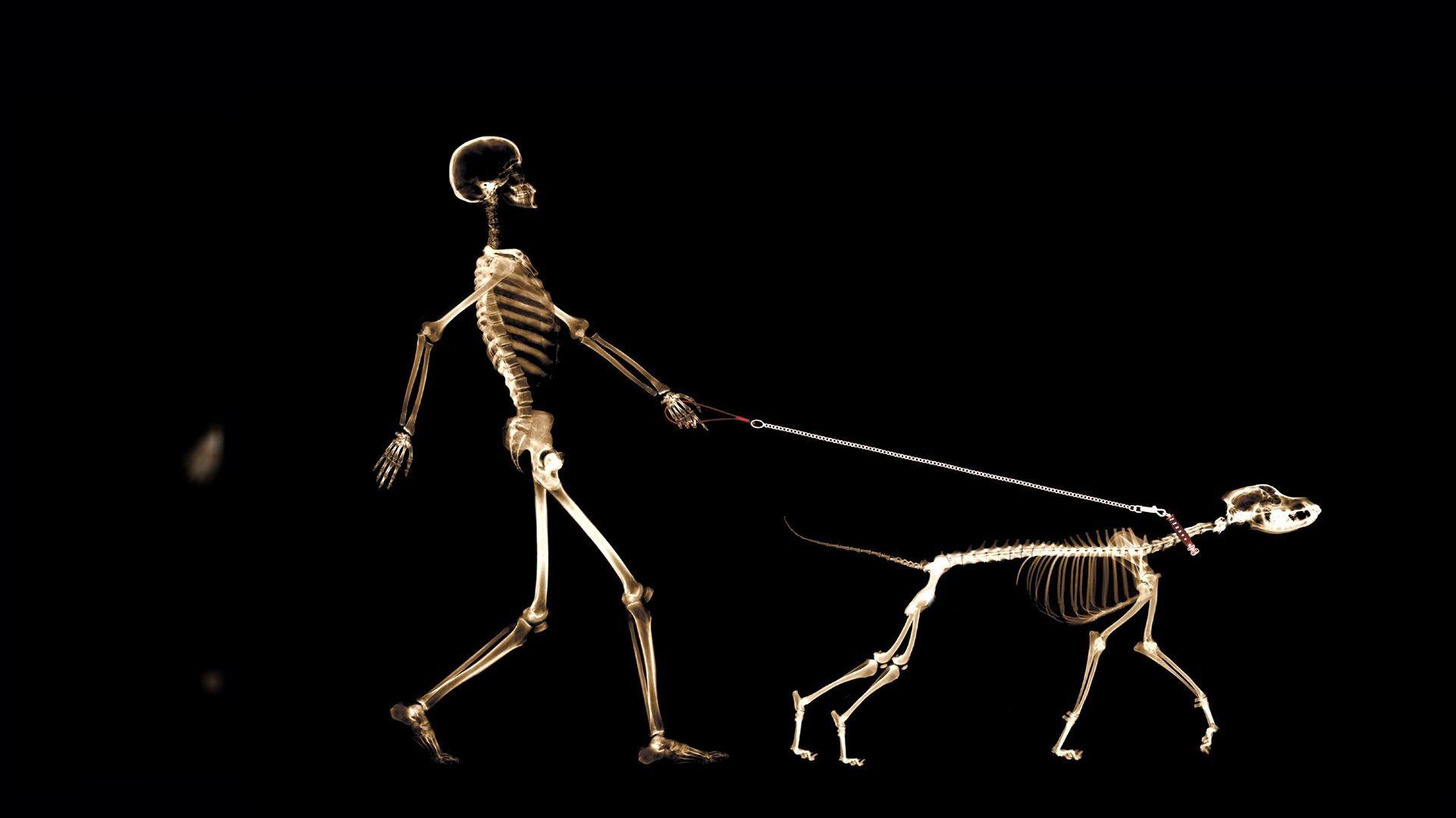 1920x1080 IMAGE. funny wallpaper widescreen